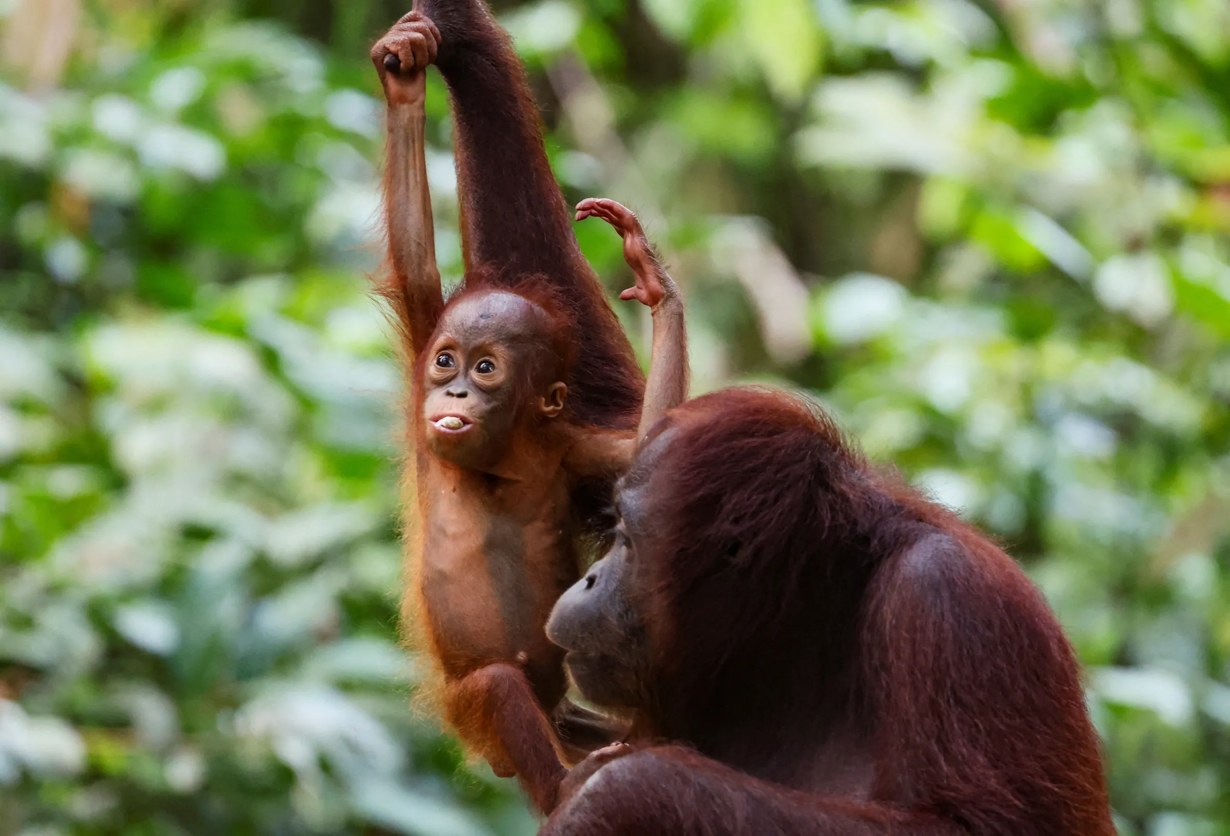 An infant Bornean orangutan is seen with its mother at a rehabilitation centre in Sepilok, Malaysia August 17, 2024. REUTERS/Hasnoor Hussain