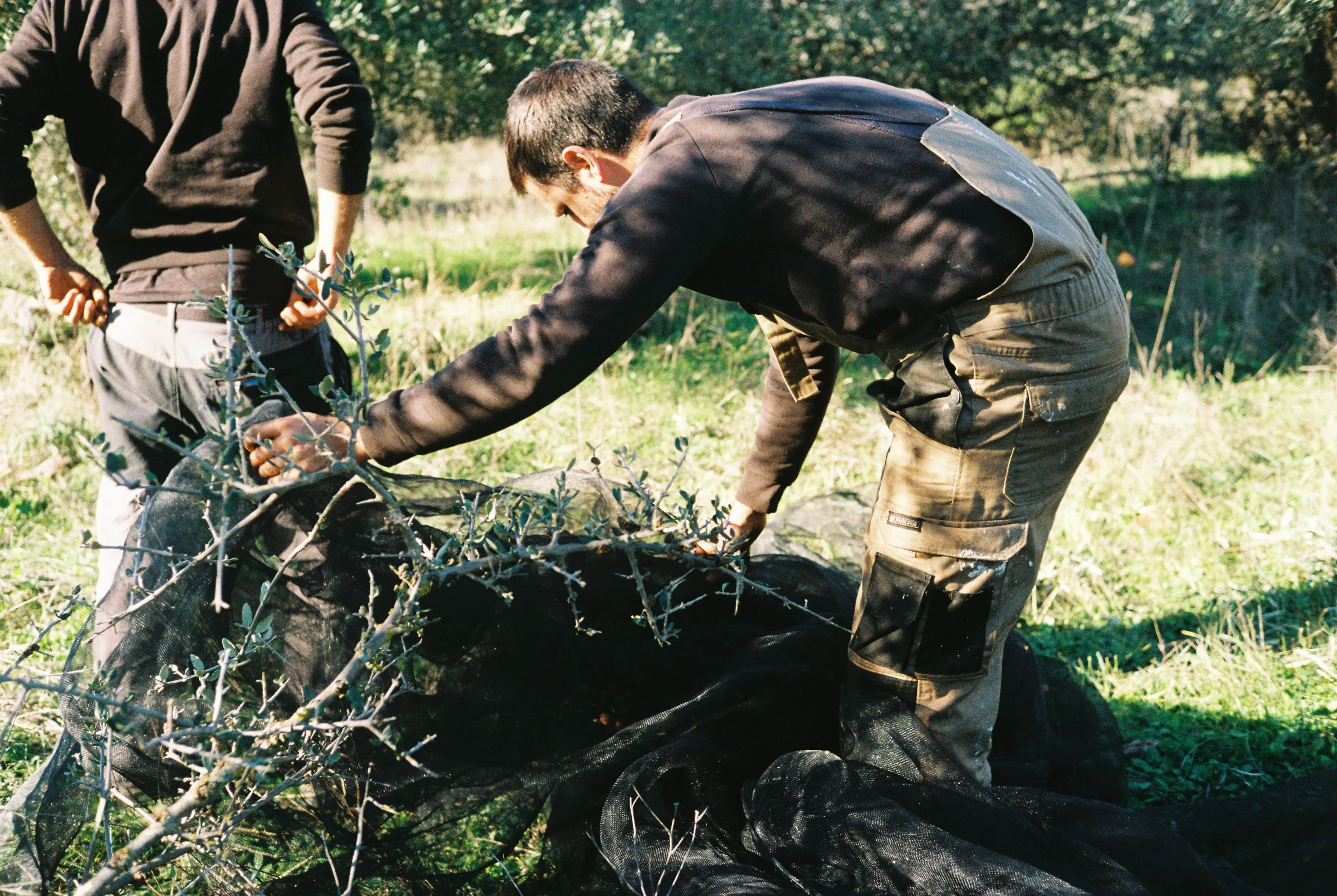 Local farm workers harvest olives near where Extremadura New Energies' lithium processing plant would be located, Cáceres, Spain, Dec 10, 2024. Thomson Reuters Foundation/Natalie Donback