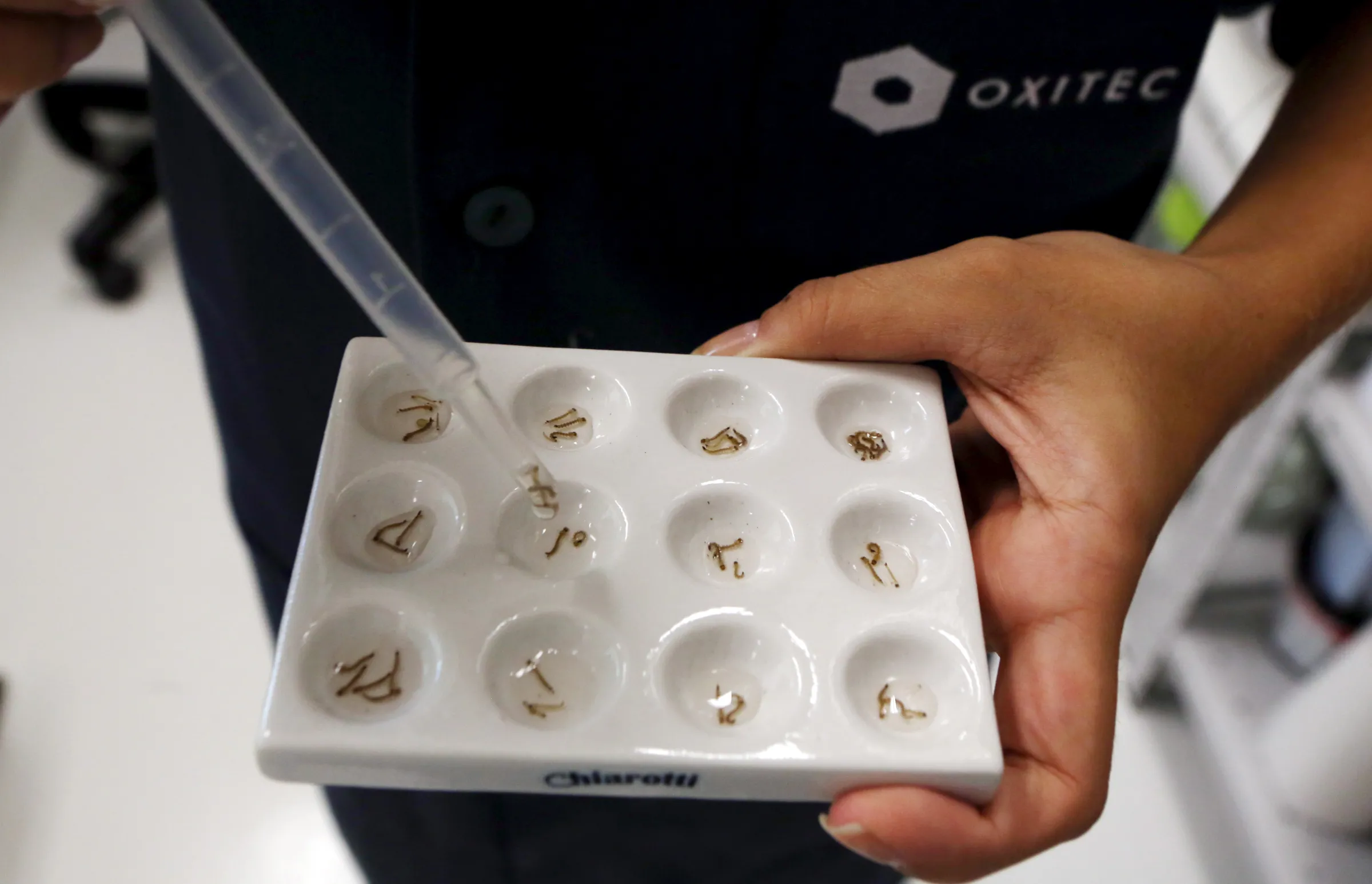 A technician inspects larvae of Aedes aegypti mosquitoes in Campinas, Brazil, February 2, 2016. REUTERS/Paulo Whitaker