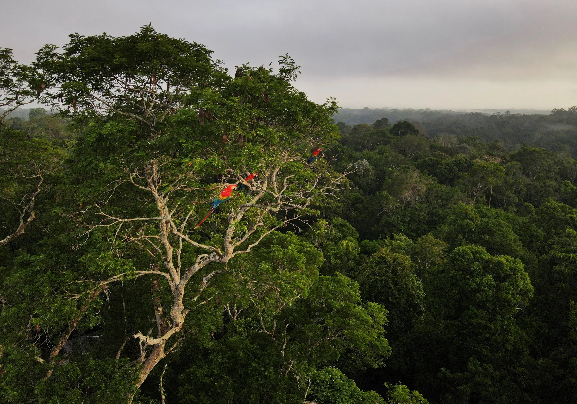 Macaws sit on a tree at the Amazon rainforest in Manaus, Amazonas State, Brazil October 26, 2022