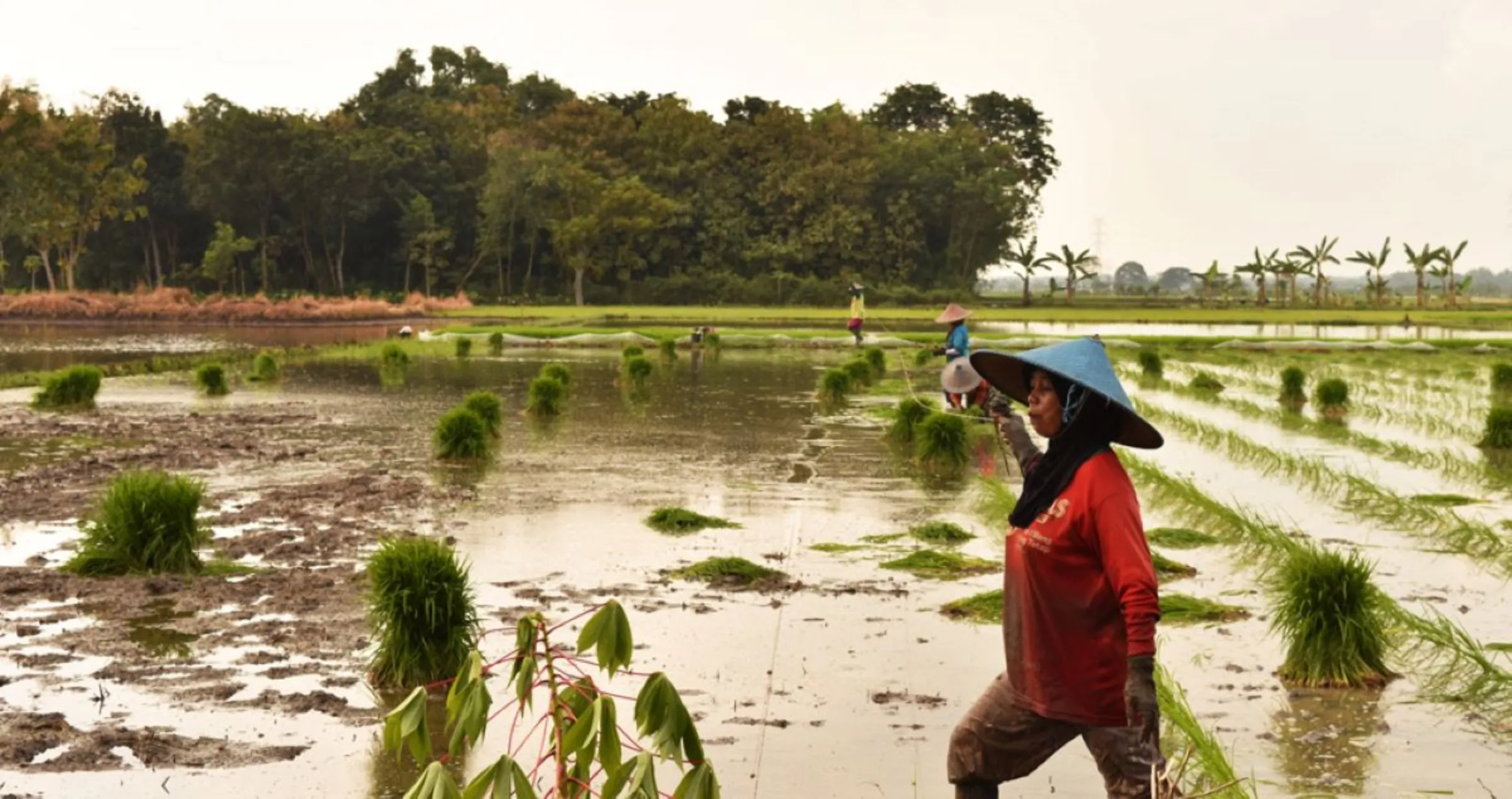 A female farmer in Lamongan, Indonesia walks among the seedling of rice ready to plant, January, 25, 2024. Thomson Reuters Foundation/Asad Asnawi