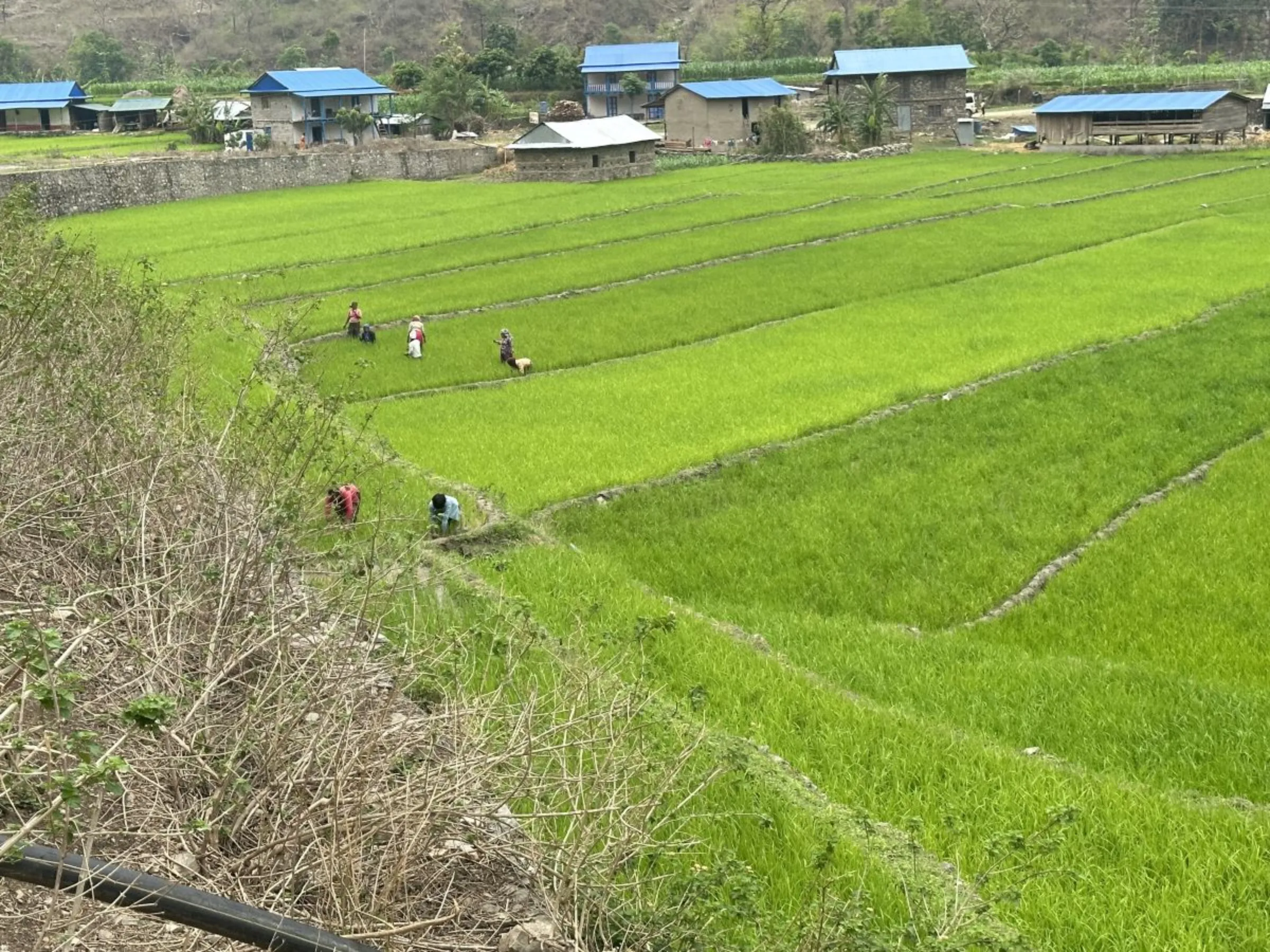 Rice farms in Regmitar village where Mina Regmi lives in Khotang, Nepal, April 30, 2023