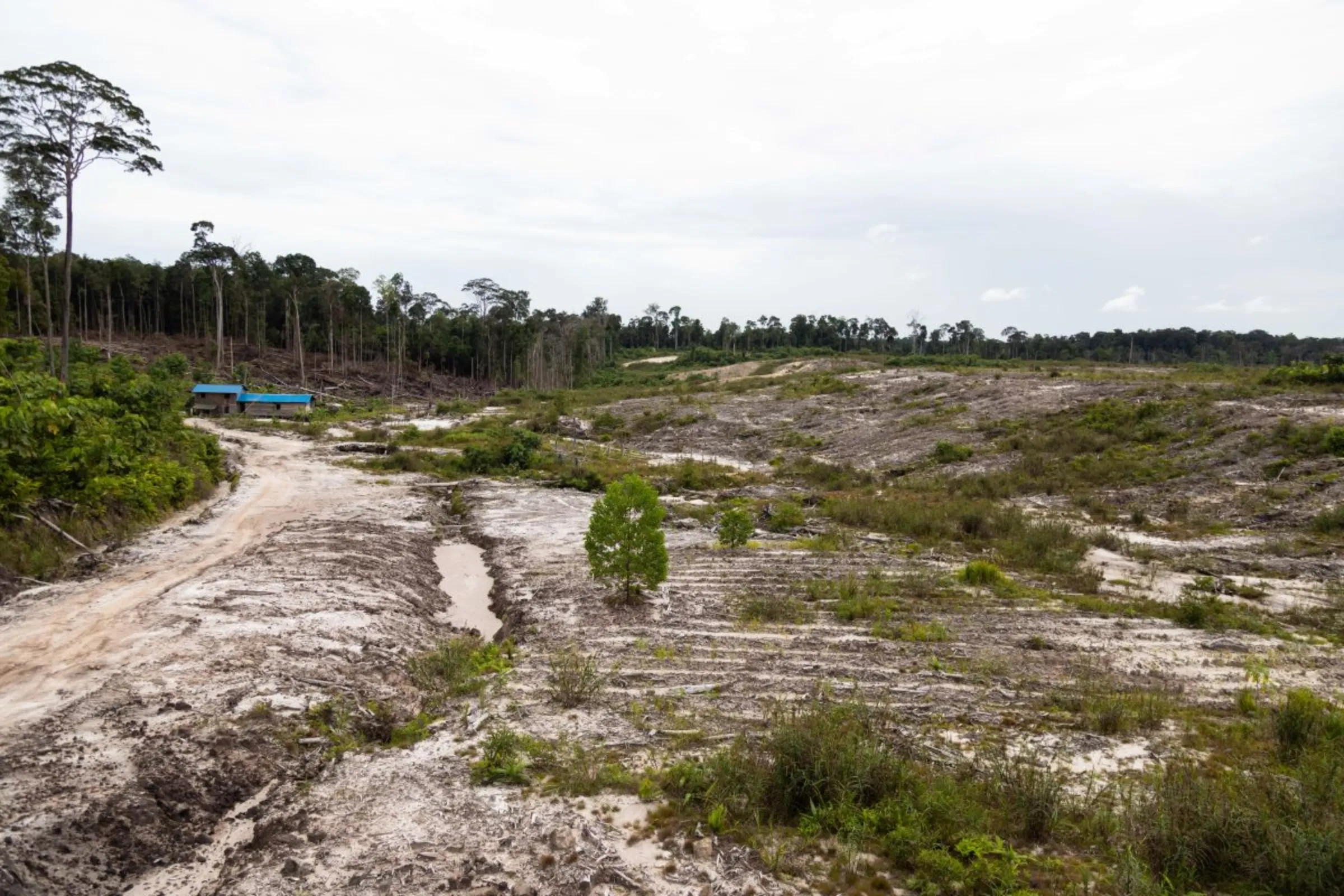 A landscape view of the food estate site in Central Kalimantan, Indonesia on June 20, 2023. Around 600 hectares of forest area was cleared for the project. Thomson Reuters Foundation/Irene Barlian