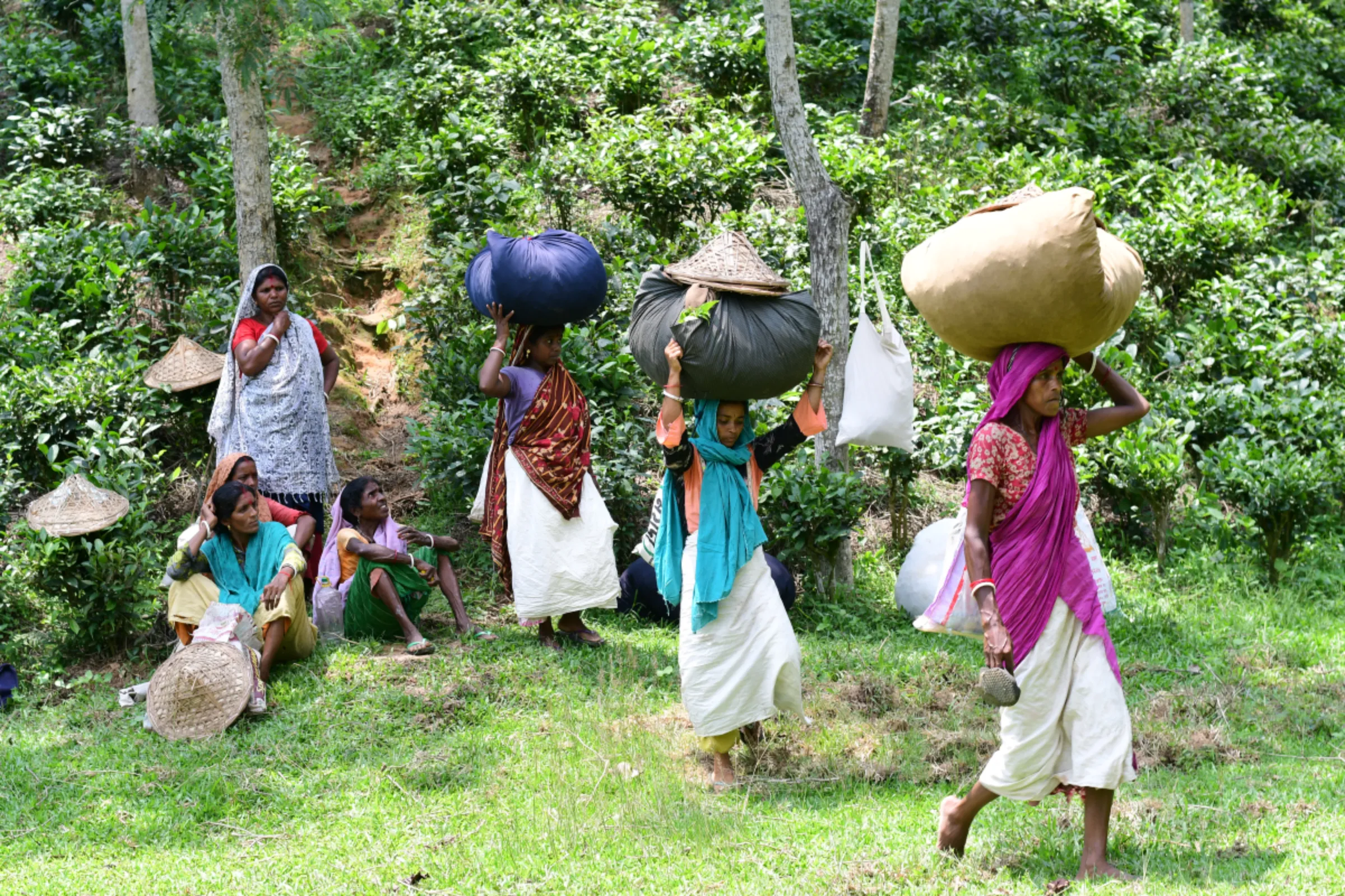 Workers carry bags of tea leaves while leaving the tea garden at Barawura, a tea estate in Sreemangal, in northeastern Bangladesh, May 29, 2023