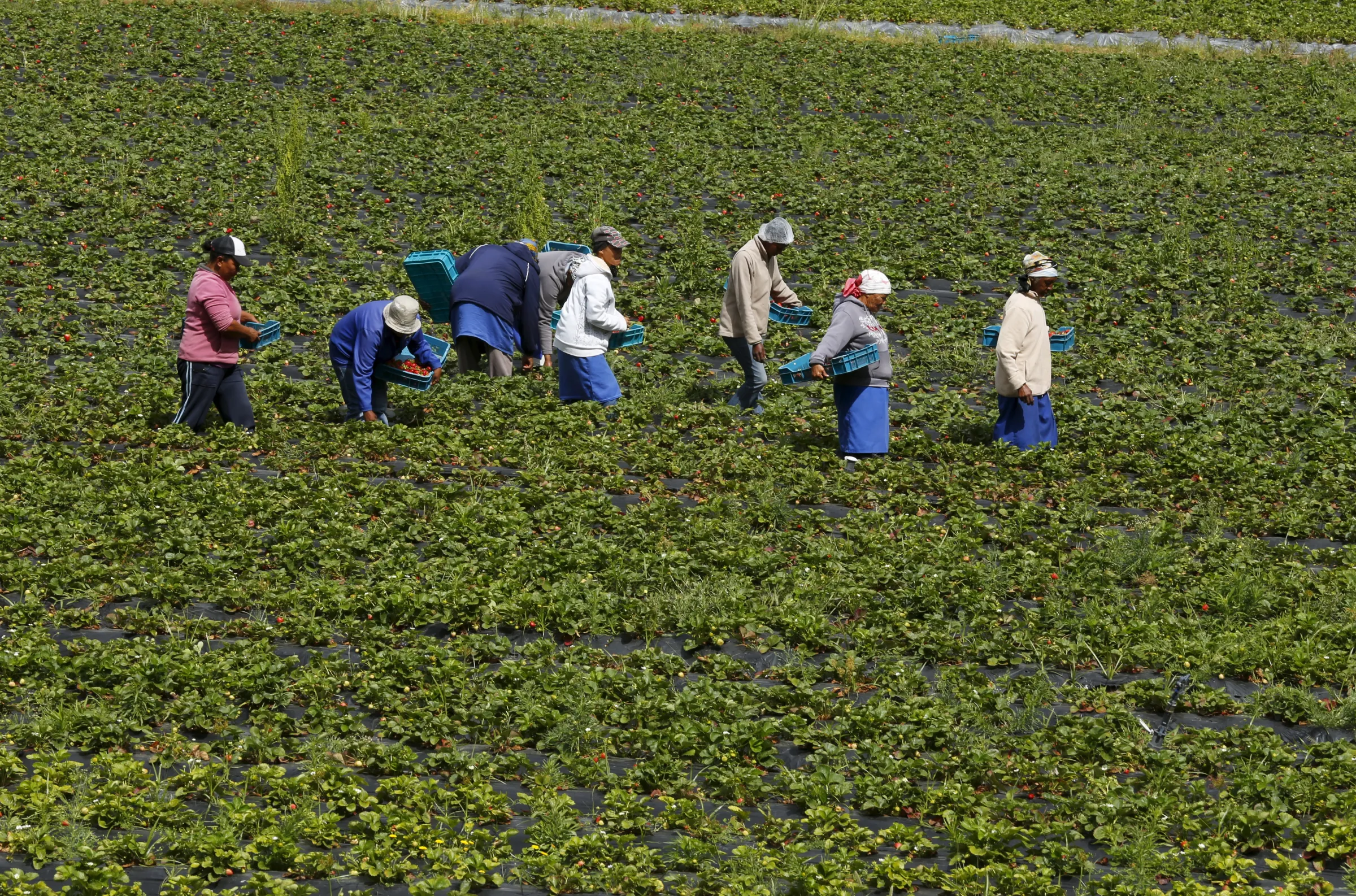 Workers pick strawberries at a farm near Stellenbosch, South Africa