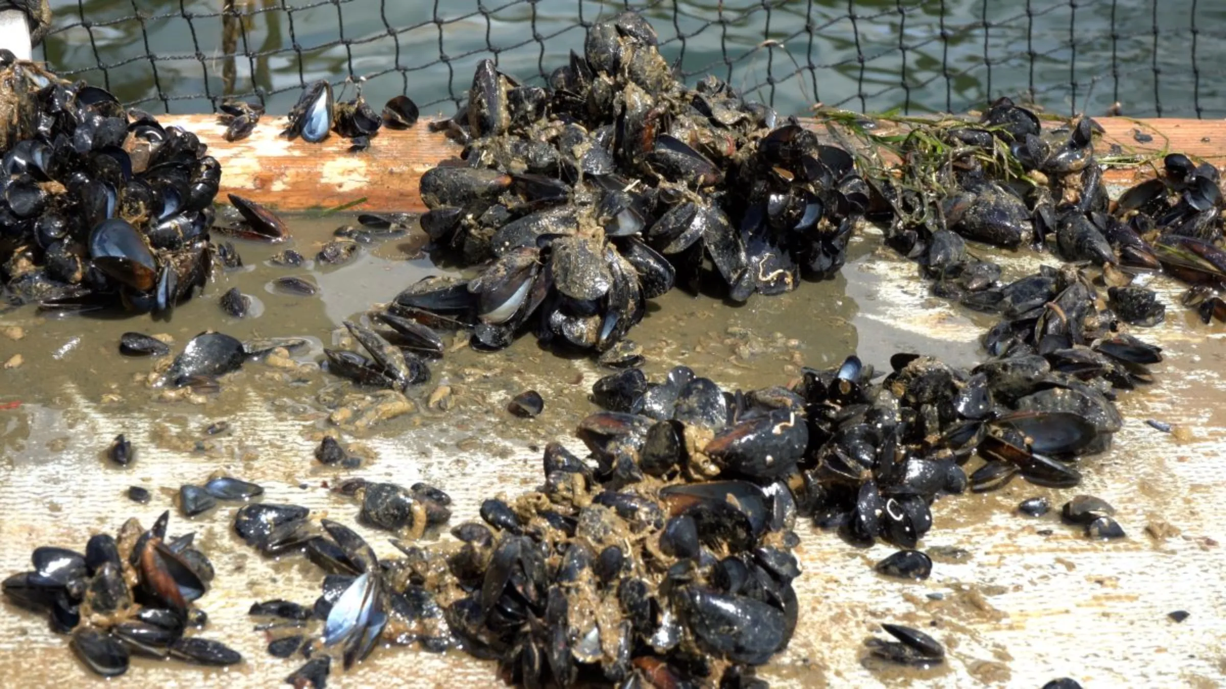 Dead mussel shells washed up in Catalunya, Spain, September 1, 2023. The August heatwave killed what remained of this year’s production. Mussel farmers are now forced to harvest in July or they risk losing their entire harvest to a heatwave. Thomson Reuters Foundation/Naomi Mihara