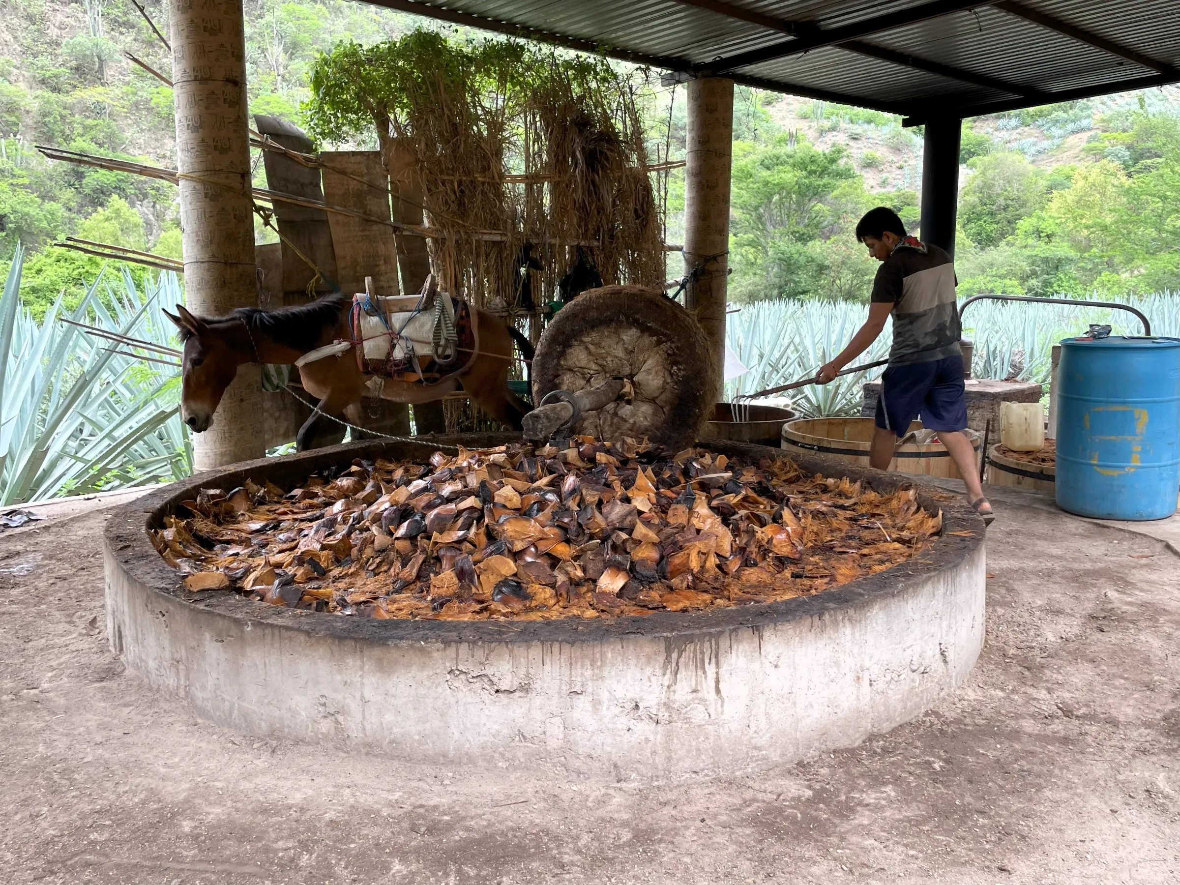 A mezcal producer breaks down the agaves' piñas which are distilled into mezcal at a palenque in Santa Ana del Rio, Oaxaca, Mexico. June 25, 2025.  Thomson Reuters Foundation/Diana Baptista