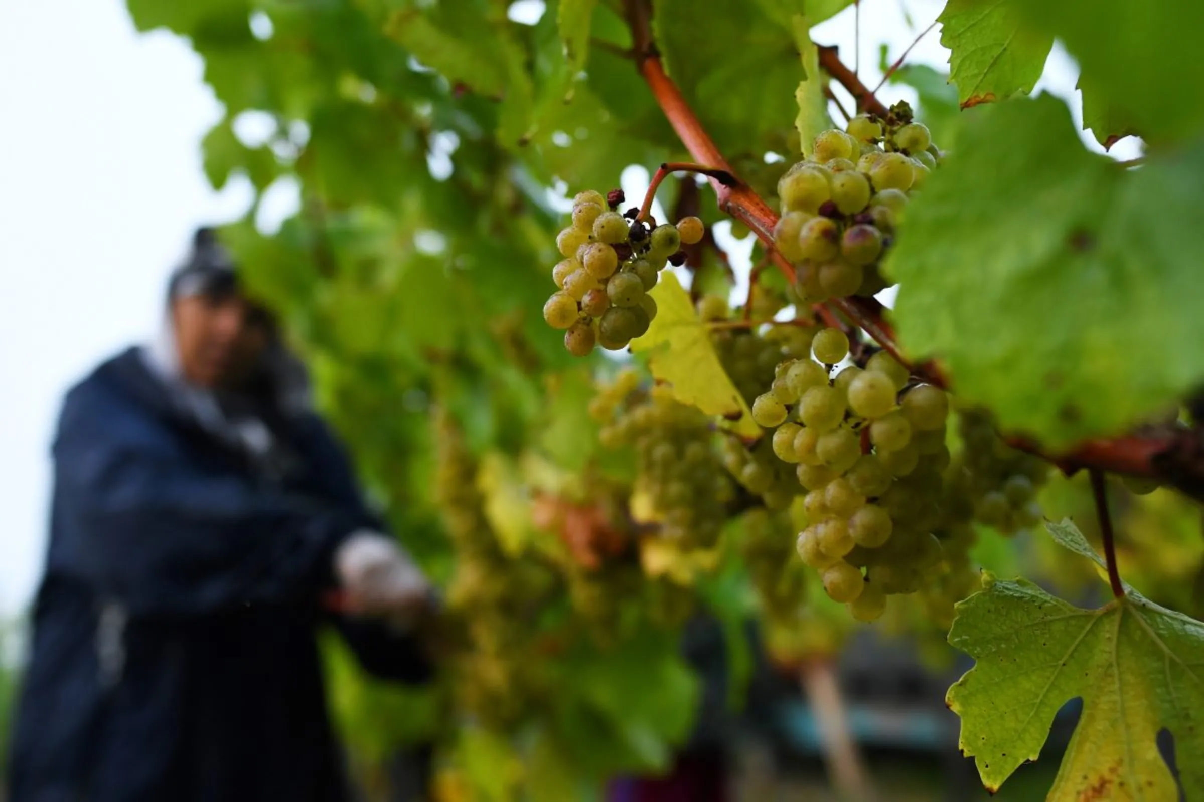 Migrant workers pick grapes at a vineyard in Aylesford, Kent, Britain, October 5, 2018