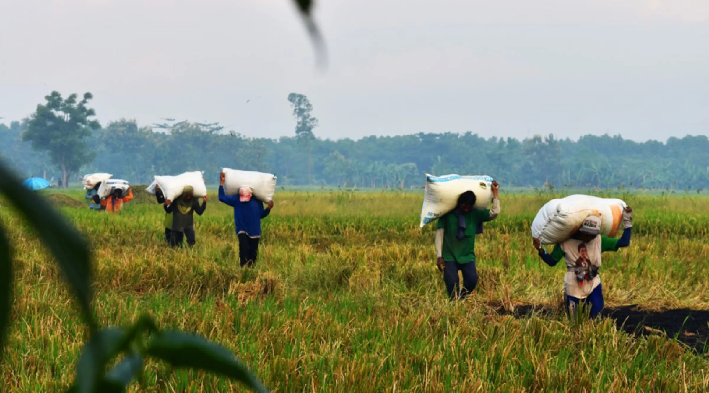 Workers in Lamongan, Indonesia transport harvest crops, August, 26, 2023. The Elnino phenomenon that took place last year has resulted in rice prices continuing to increase. Thomson Reuters Foundation/Asad Asnawi