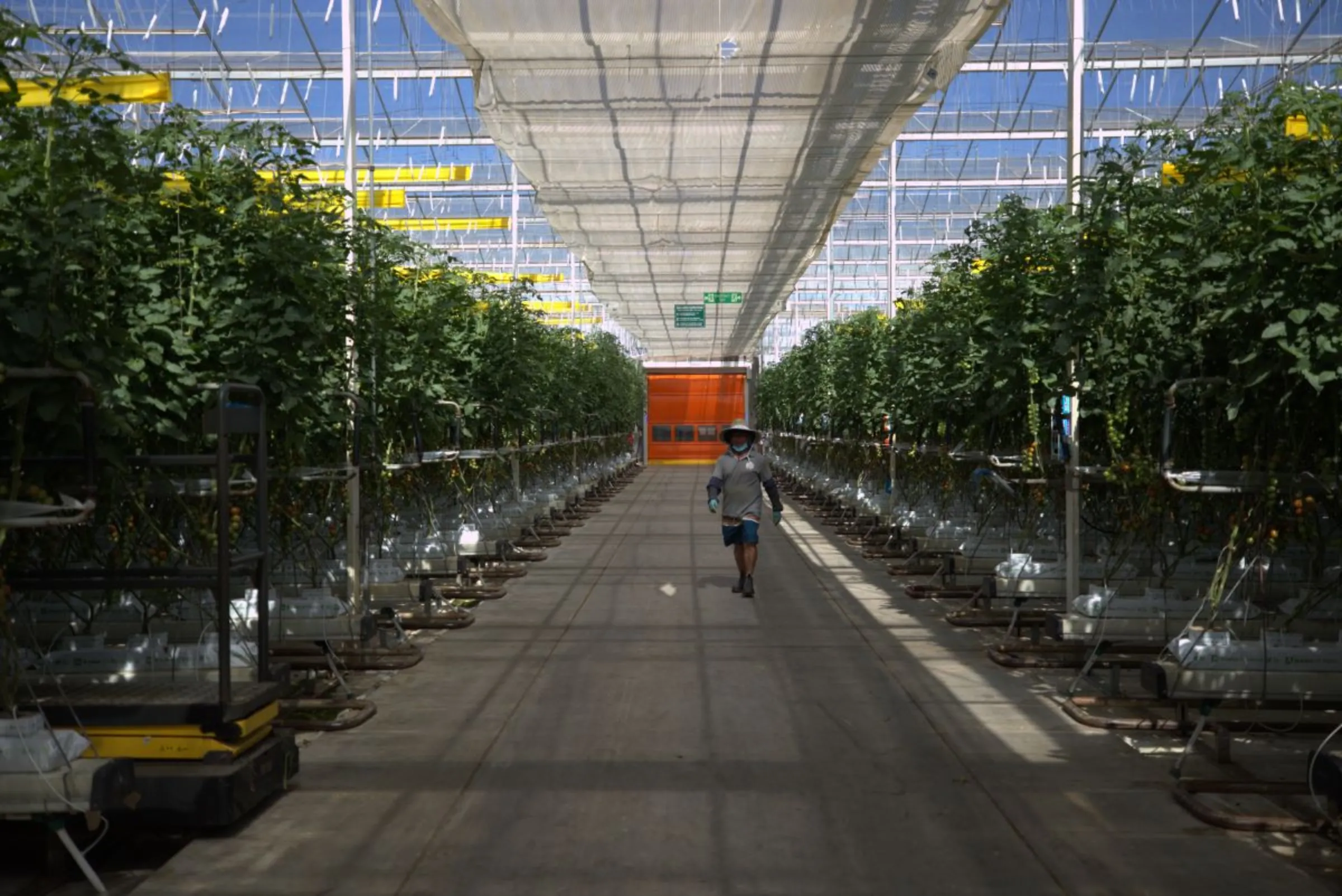 A farm worker walks through rows of tomato vines Perfection Fresh farm in Two Wells, Australia. January 22, 2024. Thomson Reuters Foundation/Moller Samir