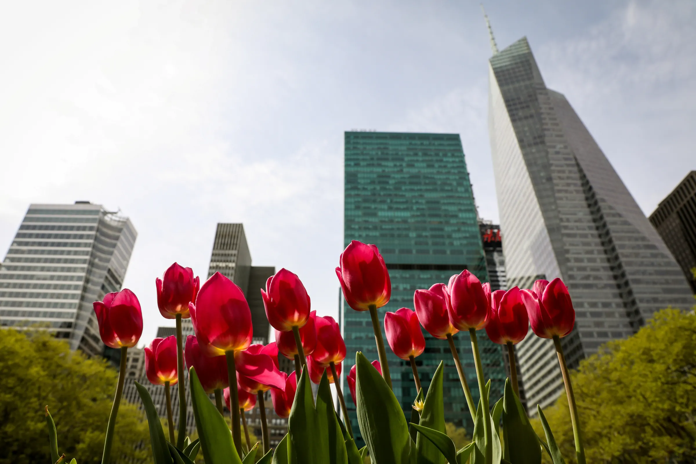 Tulips bloom in Bryant Park in New York City, U.S., April 29, 2019. REUTERS/Brendan McDermid