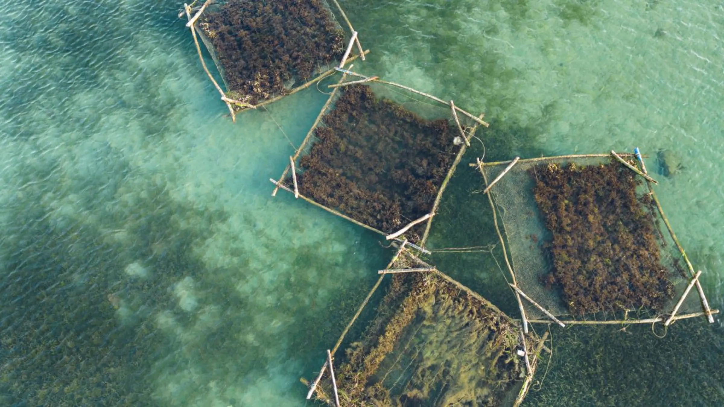 An aerial photograph of seaweed cultivation rafts in Rameswaram, India on July 16, 2023. Thomson Reuters Foundation/Nirbhay Kuppu