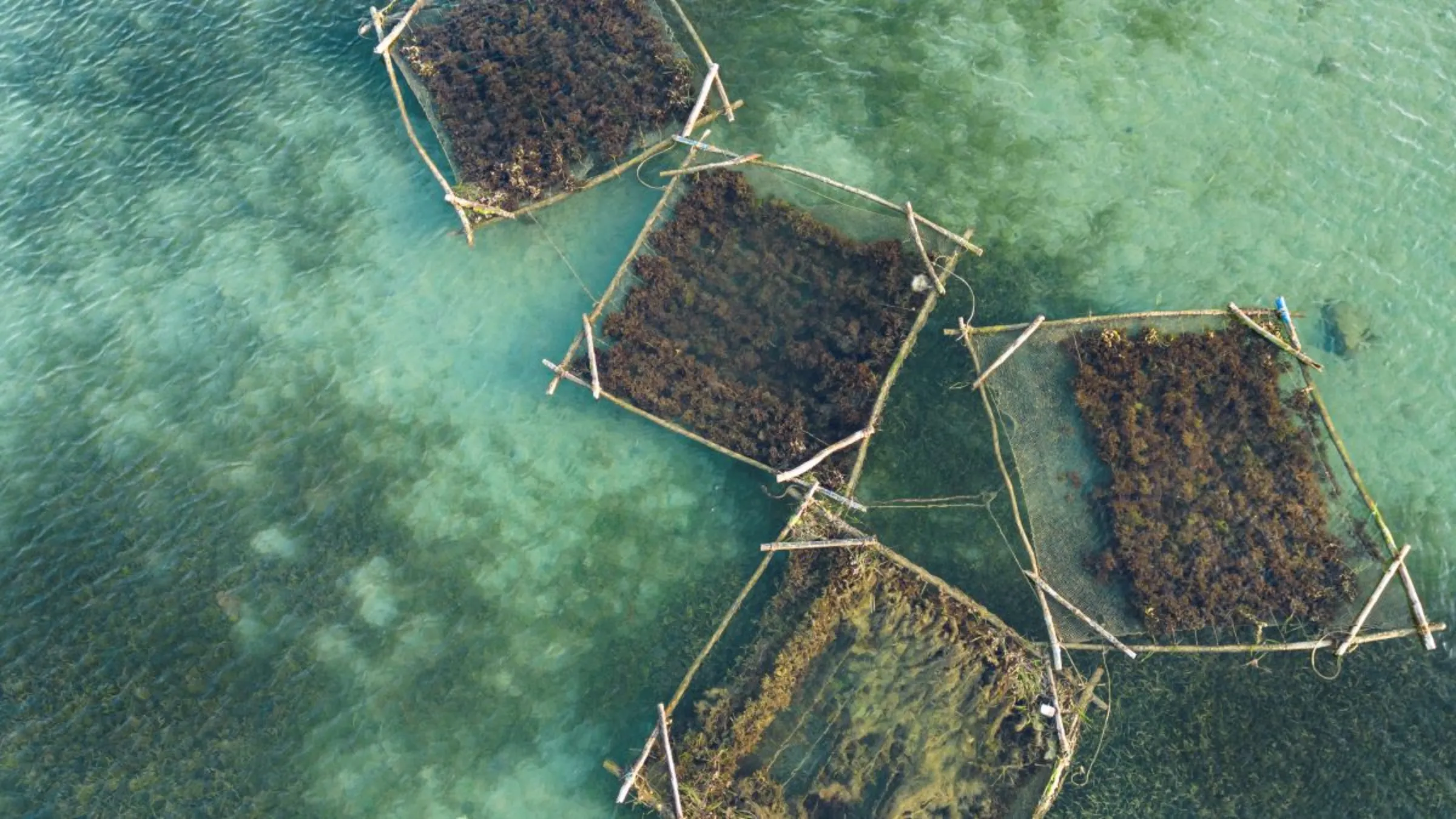 Uma fotografia aérea de jangadas de cultivo de algas marinhas em Rameswaram, Índia, em 16 de julho de 2023. Thomson Reuters Foundation/Nirbhay Kuppu