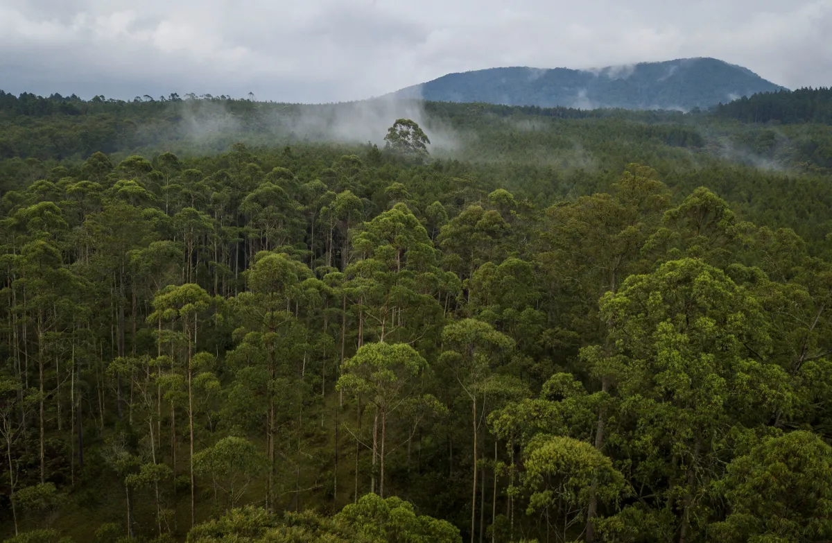 An aerial view of the Cikole protected forest near Bandung, Indonesia November 6, 2018