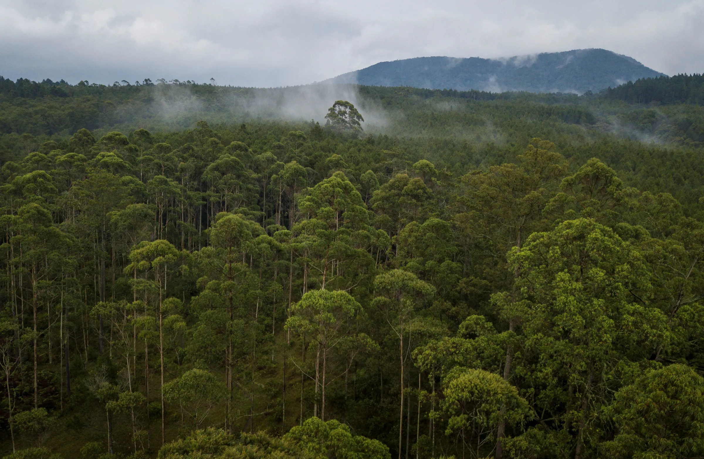 An aerial view of the Cikole protected forest near Bandung, Indonesia November 6, 2018. Antara Foto/Raisan Al Farisi via Reuters