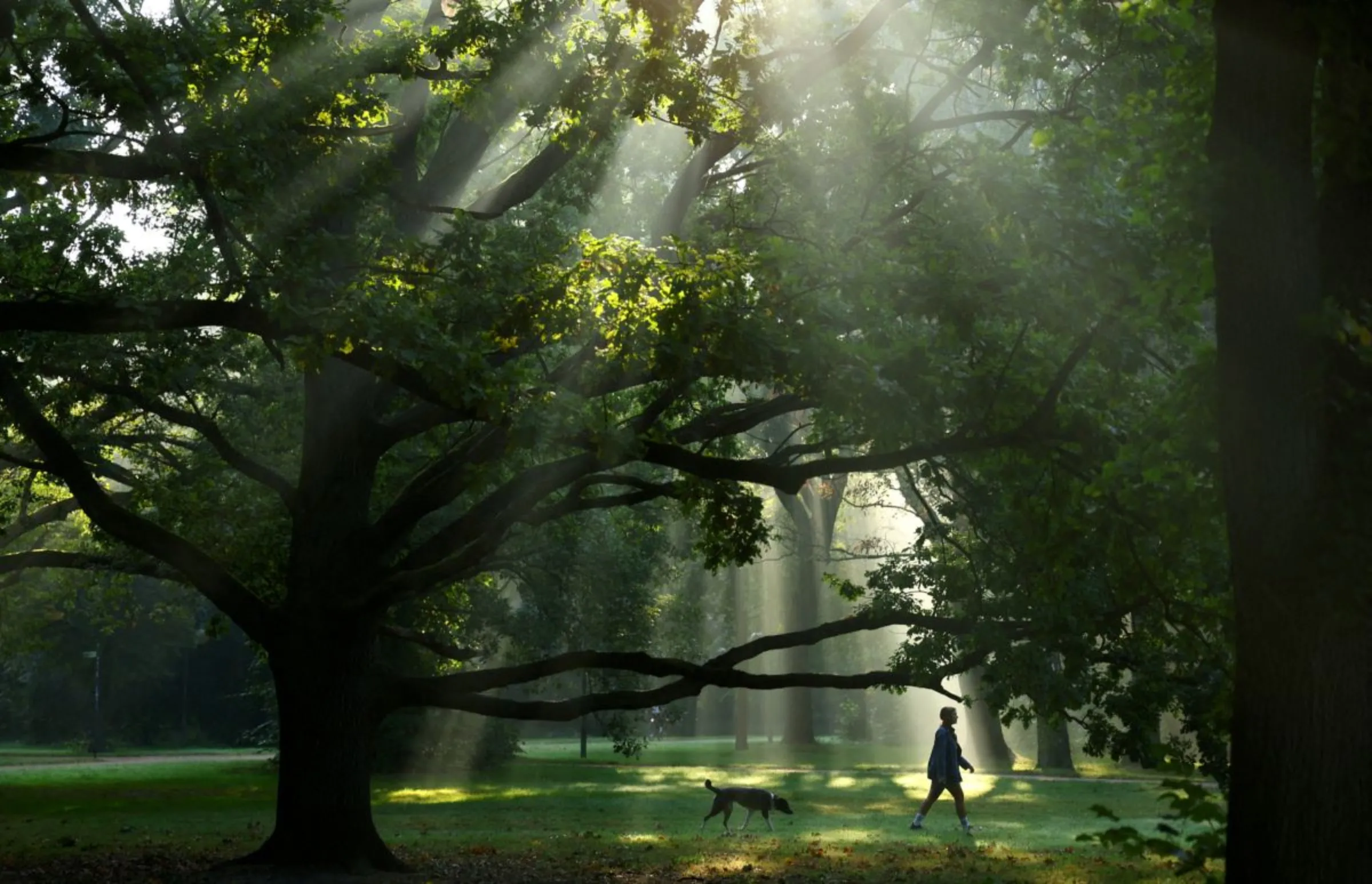 A woman makes her way with a dog during morning fog while the sun shines through trees at Tiergarten Park in Berlin, Germany, September 27, 2023