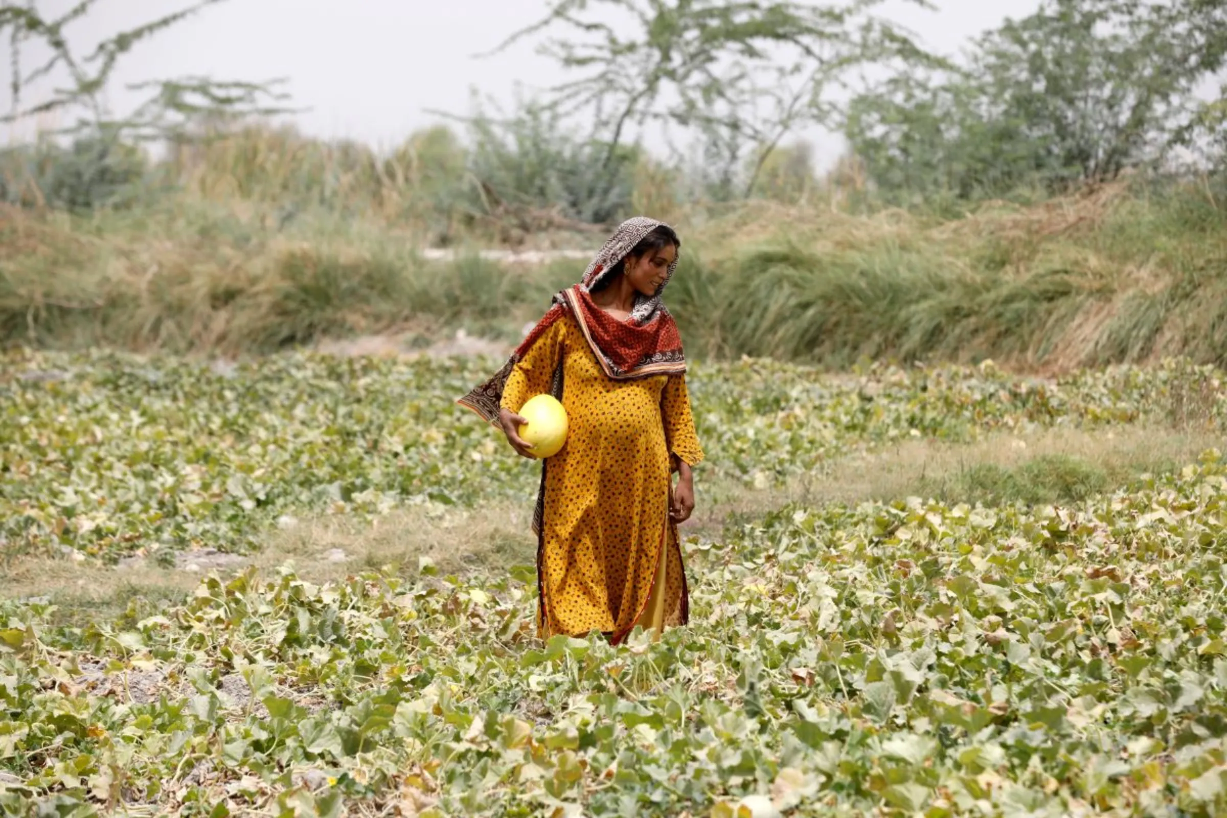 A heavily pregnant woman collects muskmelons during a heatwave, at a farm on the outskirts of Jacobabad, Pakistan, May 17, 2022