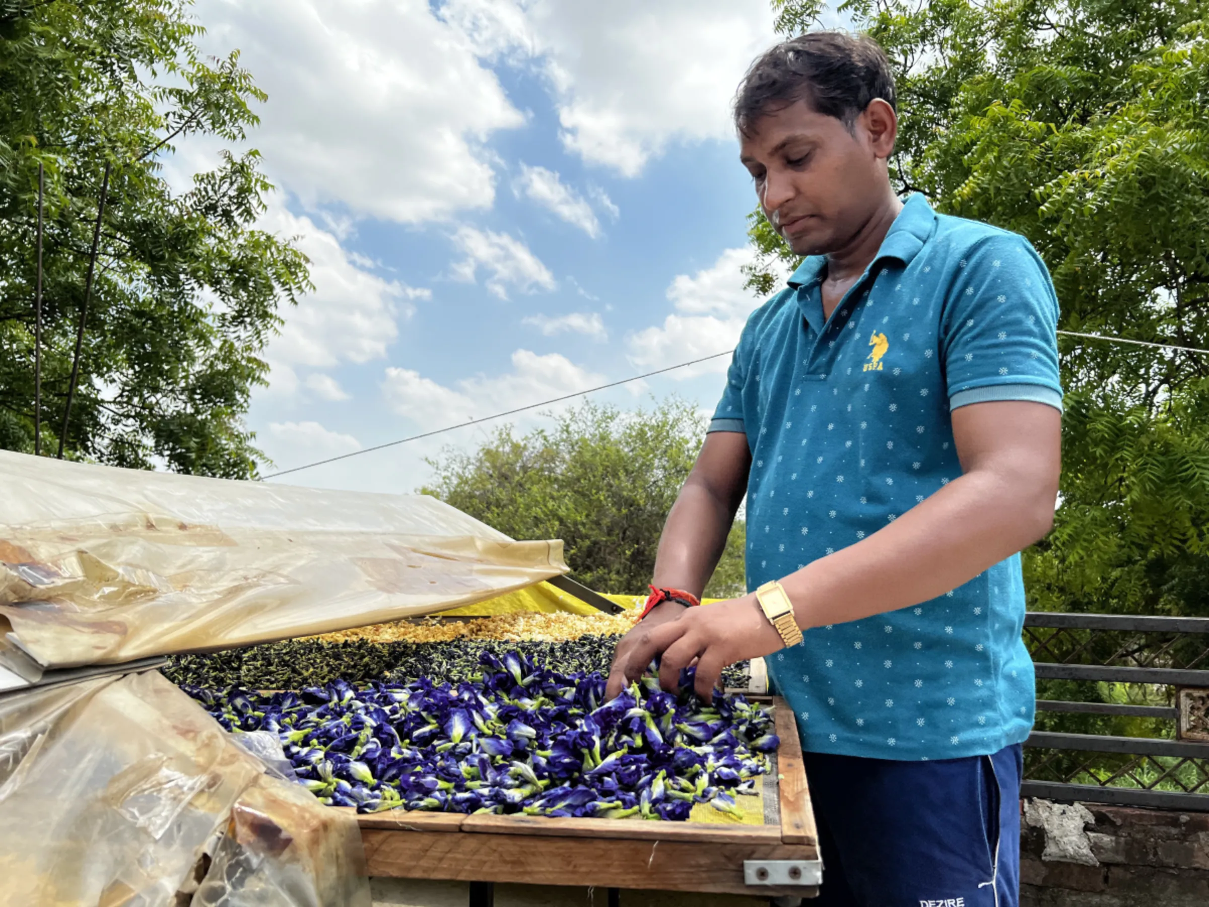 Covered solar dryer helps Shivraj Nishad ensure that dried flowers are free of contaminants like dust or bird droppings. It is especially helpful during monsoon months when most flower crops go wasted. Kanpur, India, June 27, 2023. Thomson Reuters Foundation/Bhasker Tripathi