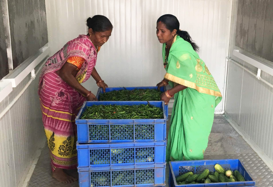 Indian farmers turn to solar-powered fridges to fight food waste