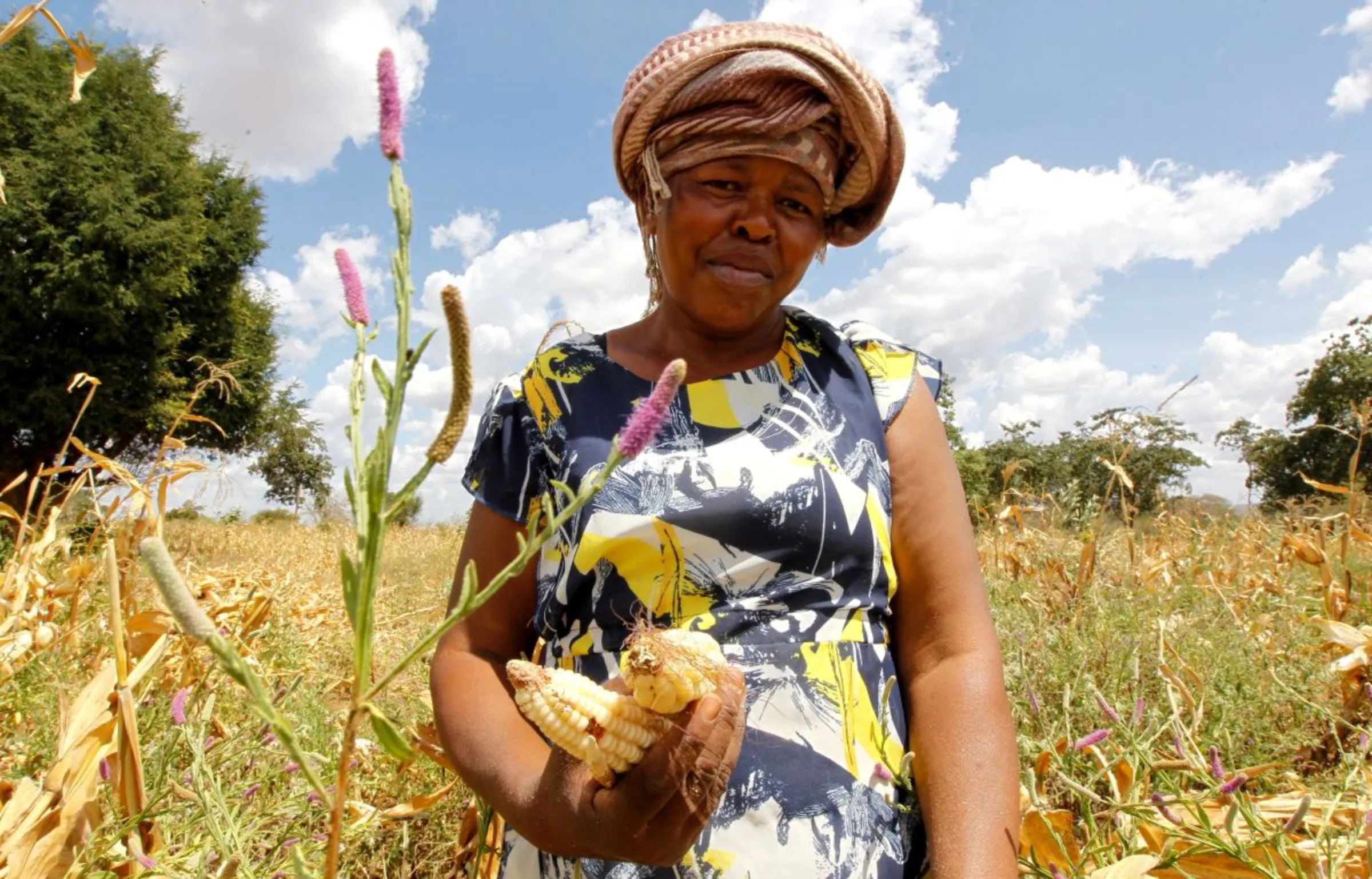 A farmer holds maize harvested from a farm insured by Pula, an agricultural insurance company that helps small-scale farmers to manage the risk associated with extreme climate conditions, in Kitui county, Kenya