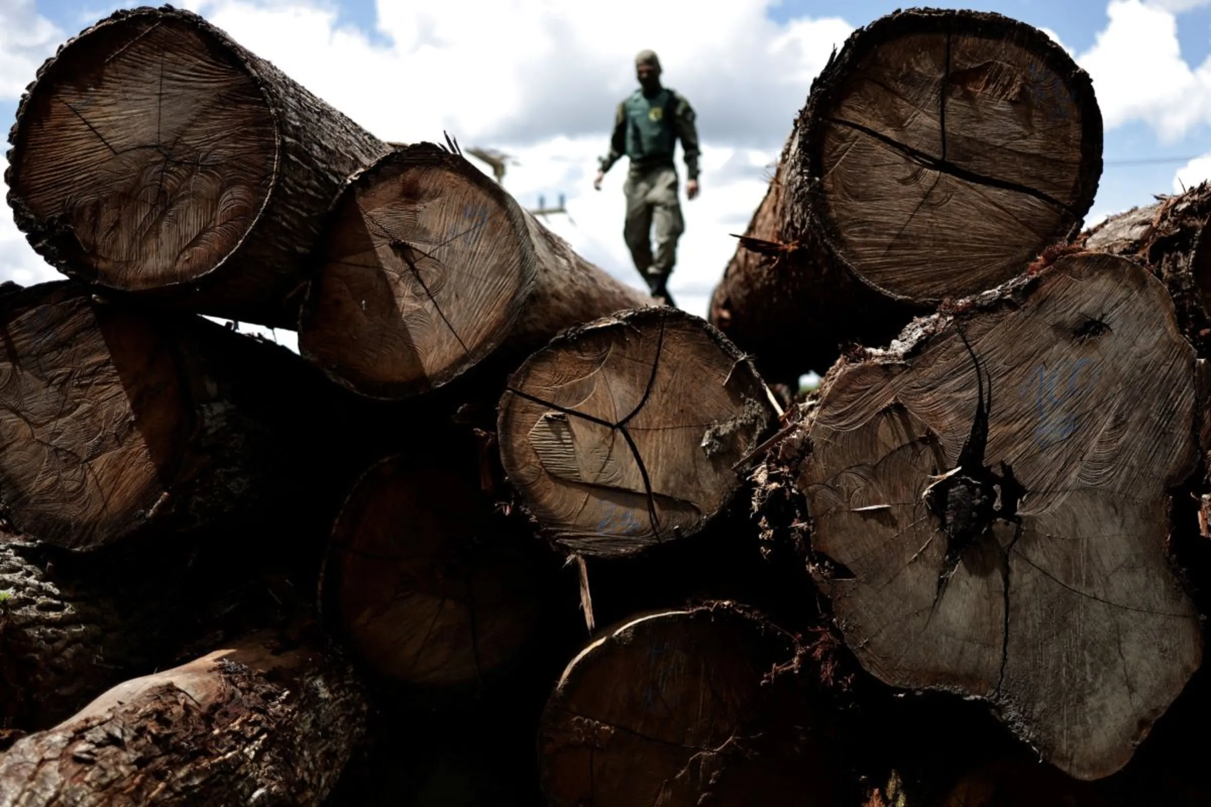 An agent of the Brazilian Institute for the Environment and Renewable Natural Resources (IBAMA) inspects a tree extracted from the Amazon rainforest, in a sawmill during an operation to combat deforestation, in Placas, Para State, Brazil January 20, 2023. REUTERS/Ueslei Marcelino