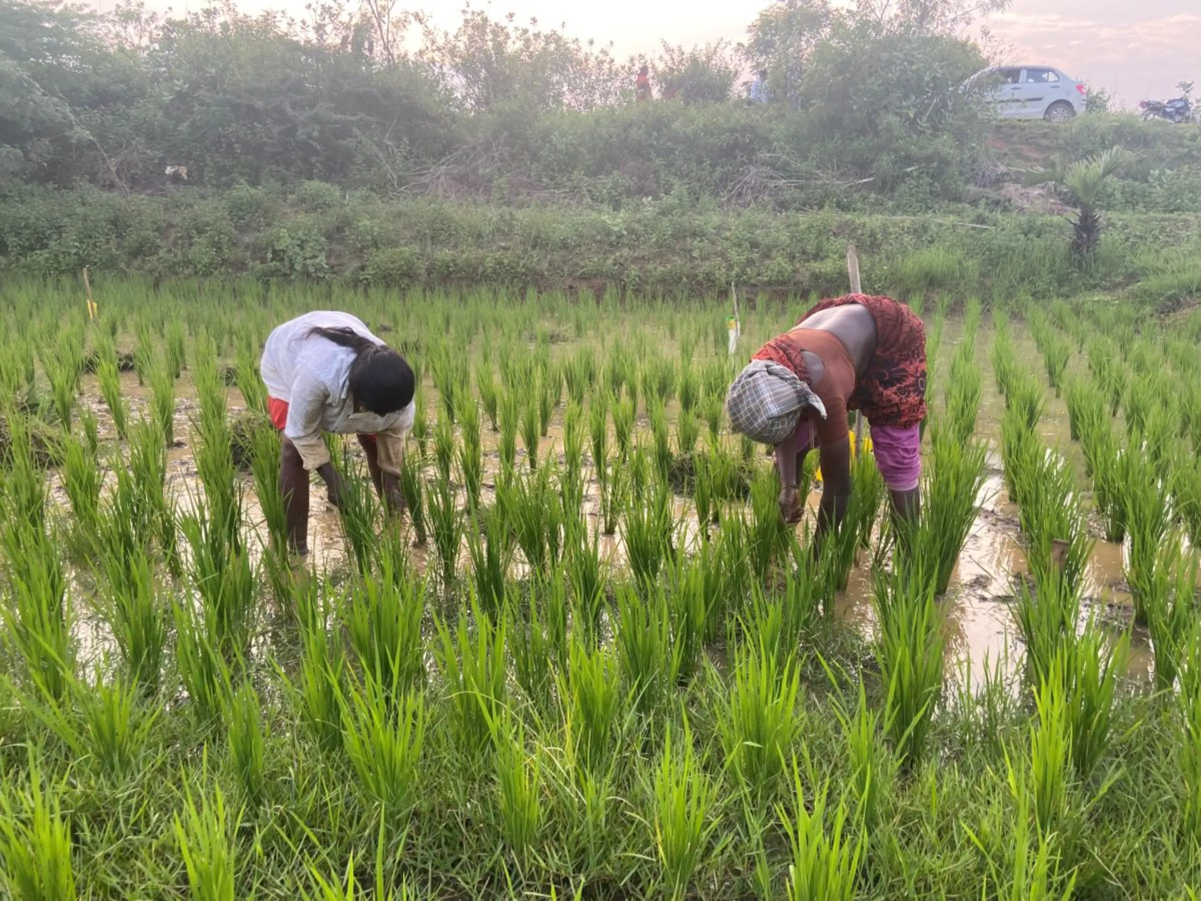 Farm workers transplant paddy seedlings on a natural farm in Kothareddygudem village, Andhra Pradesh state, India, August 31, 2023. Thomson Reuters Foundation/Roli Srivastava