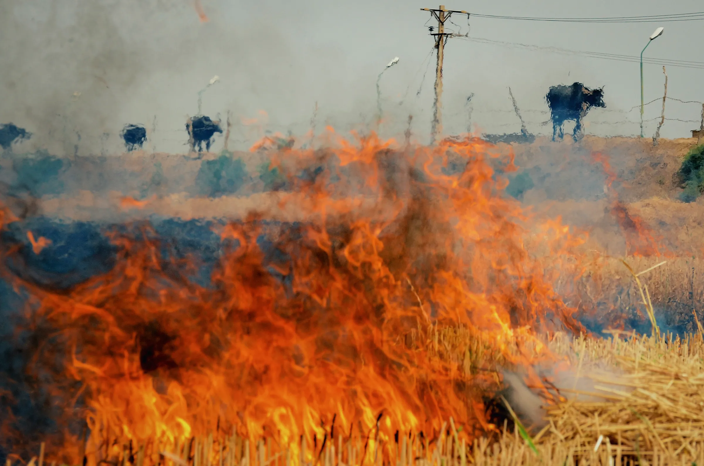 Water buffalo walk behind a fire set by locals to clear straw in Hoor al-Azim, southern Iran, May 1, 2022. Aslon Arfa/Handout via Thomson Reuters Foundation.