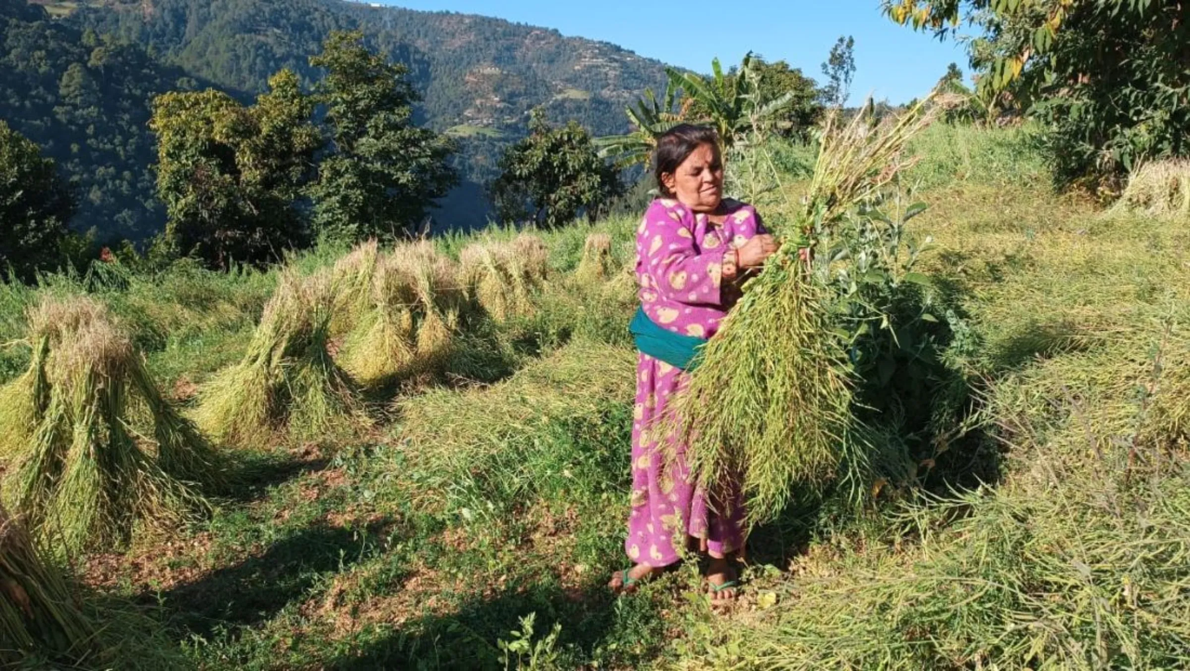 Farmer Radha Pokhrel tends to her crops in Arghakhanchi, Nepal, January 8, 2023