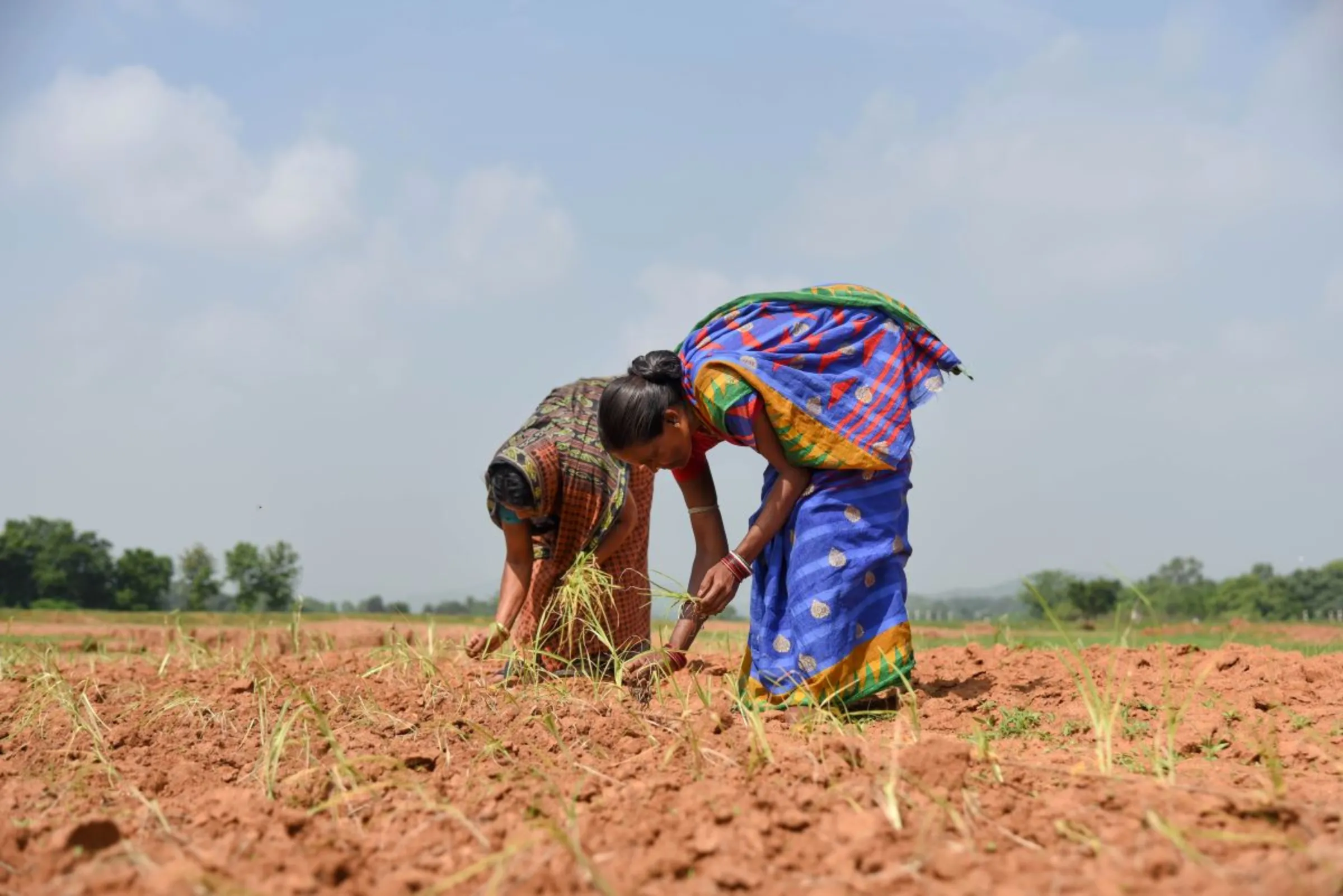 Women work on a millet farm in Kaurikala village, India, on July 12, 2023. Thomson Reuters Foundation/Tanmoy Bhaduri