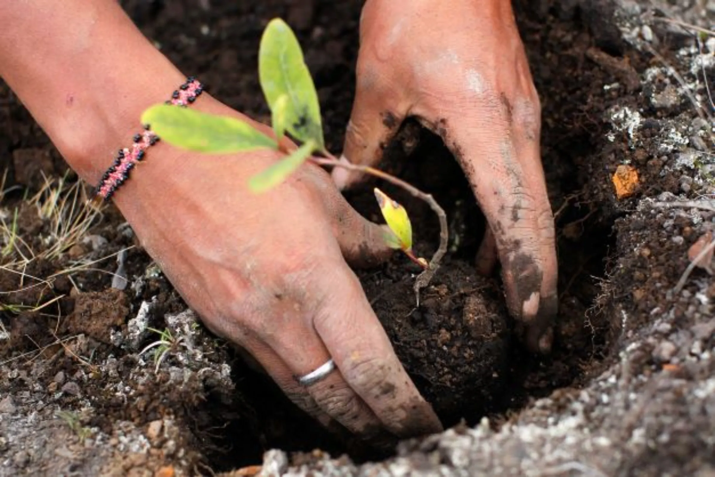 A worker plants seedlings for reforestation at Huayquecha Biological Station near Paucartambo, Cusco December 5, 2014. REUTERS/Enrique Castro-Mendivil