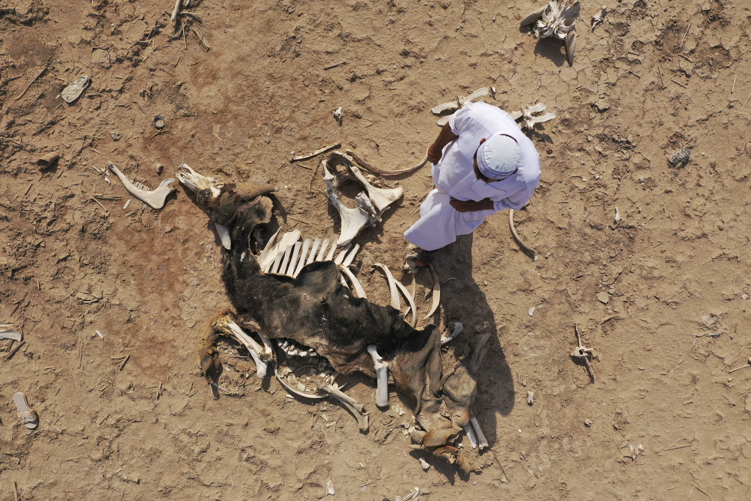 A man Iooks at the remains of a buffalo that died due to drought and the salinity of the water at the Basra marshes, Iraq, May 23, 2023. REUTERS/Essam Al-Sudani