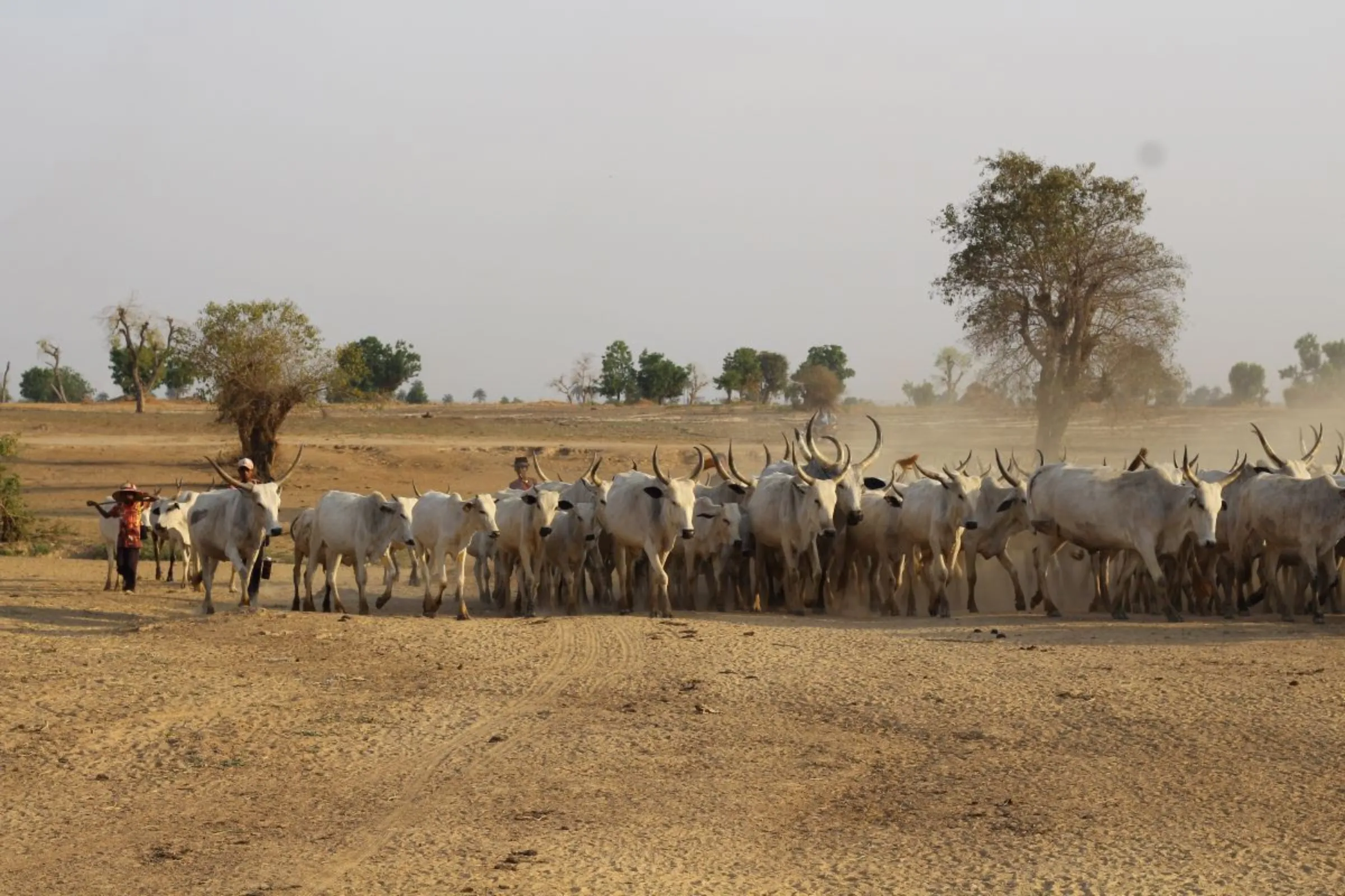 Farmers in Sosa community are forced to sell herds of cattle to plant again. Bukola Adebayo/ Thomson Reuters Foundation