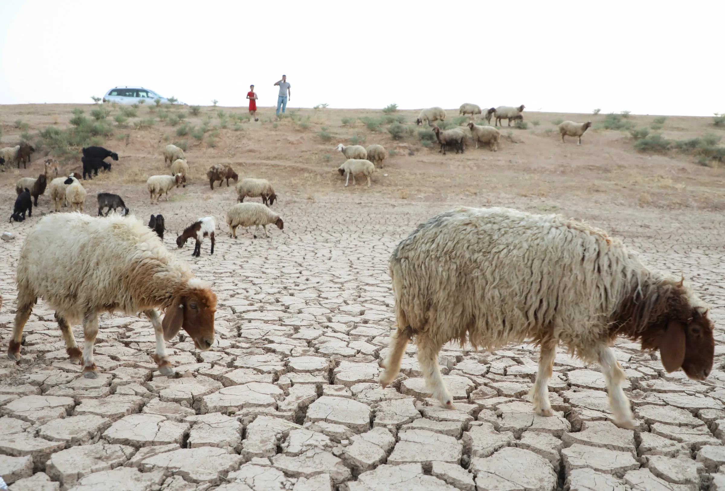 Sheep walk on cracked ground at the Khabour River during drought in the town of Tel Tamer, in northeast Syria August 15, 2023. REUTERS/Orhan Qereman