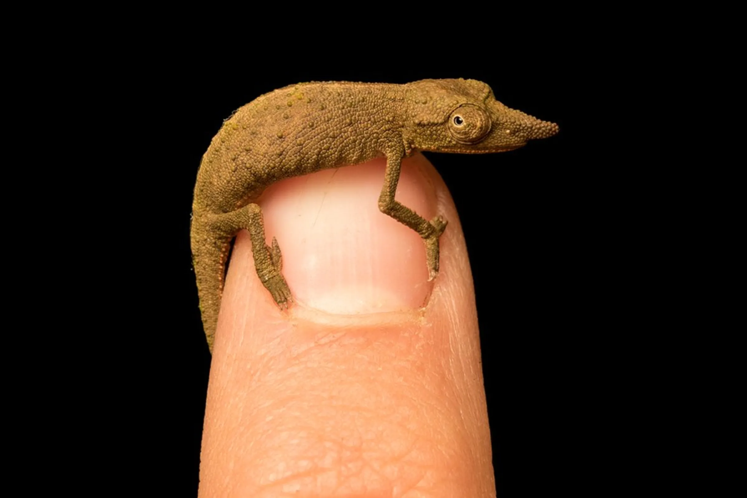 A Gorongosa pygmy chameleon (Rhampholeon gorongosae), balances on a finger in Mount Gorongosa, Mozambique, July 21, 2015