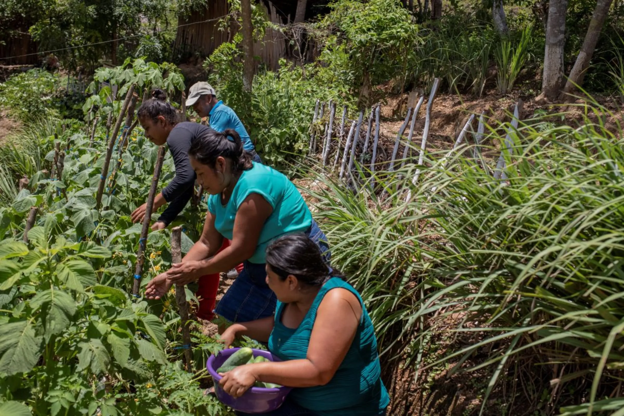 Women farmers work at a community farm school to learn how to grow new vegetable and food crops in the province of Chiquimula, Guatemala, September 8, 2023.Thomson Reuters Foundation/Fabio Cuttica