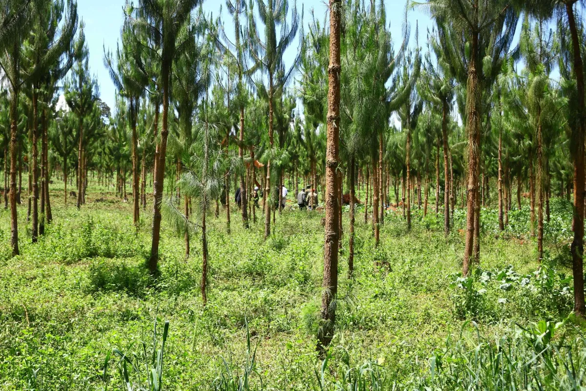 An patch of trees planted under the Adopt-a-Forest initiative