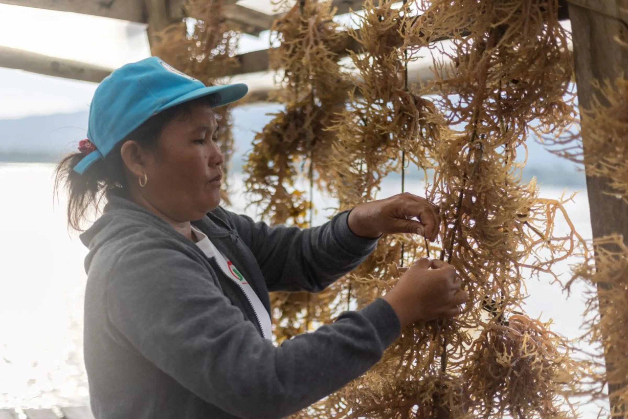 Members of the Cherish Fisherfolk Cooperative hang the harvested seaweeds in this floating dryer. June 5, 2023