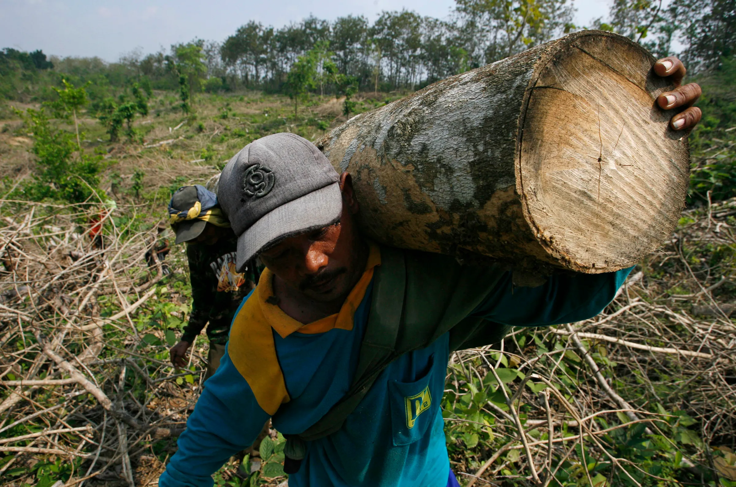 Workers carry a log after cutting it in a forest in Jombang, Indonesia's East Java province June 20, 2012. REUTERS/Sigit Pamungkas