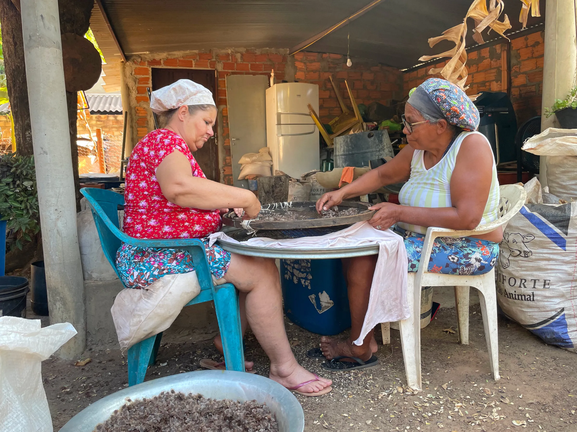 Seed collectors Vera Alves da Silva Oliveira and Maria Madalena Santana da Silva select seeds in Nova Xavantina, Brazil, August 21, 2025. THOMSON REUTERS FOUNDATION/André Cabette Fábio