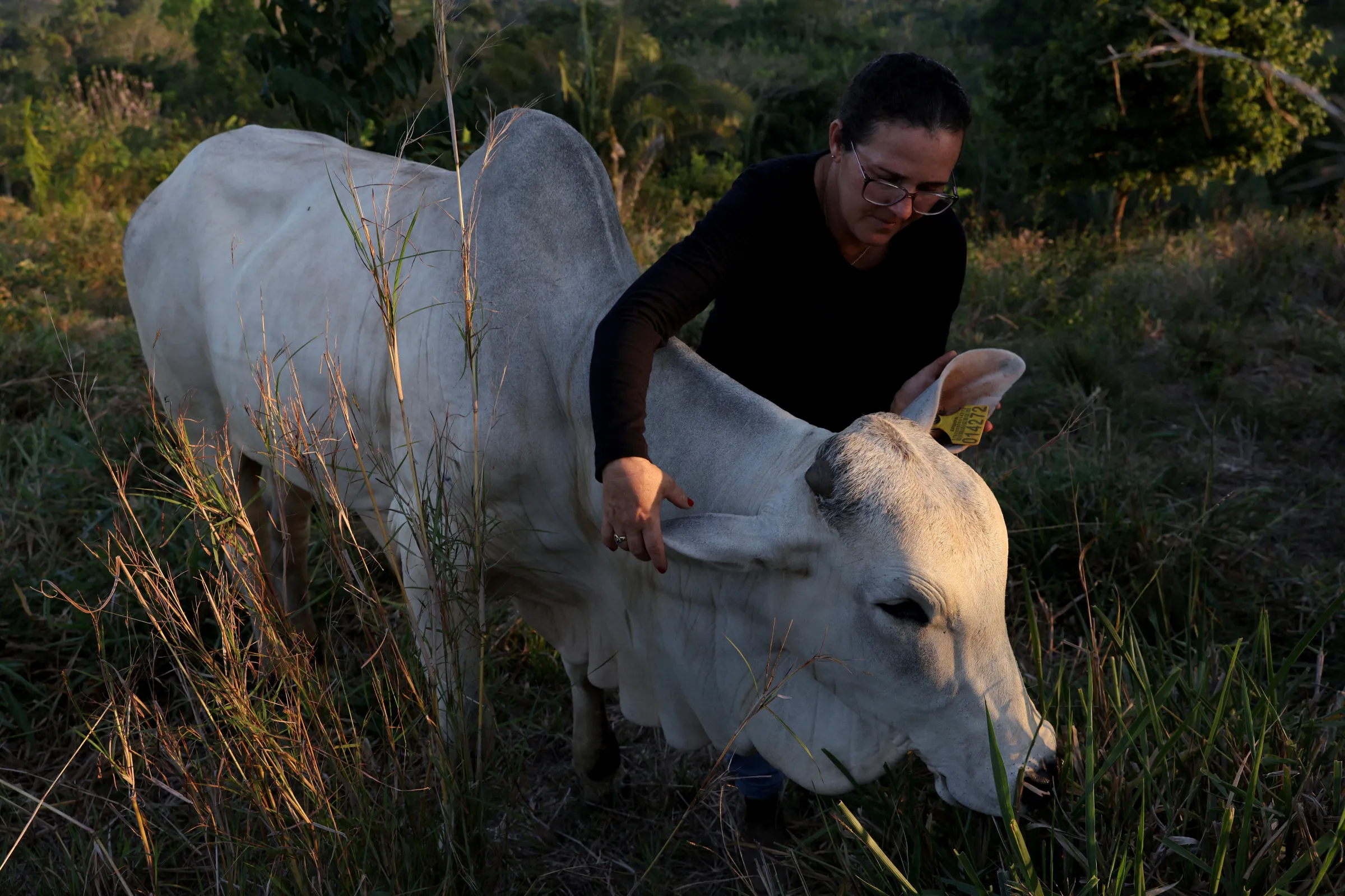 A farmer holds the ears of one of her cows, with a tracking tag attached to one of them, at her farm in Novo Repartimento, Para state, Brazil September 11, 2025. REUTERS/Amanda Perobelli