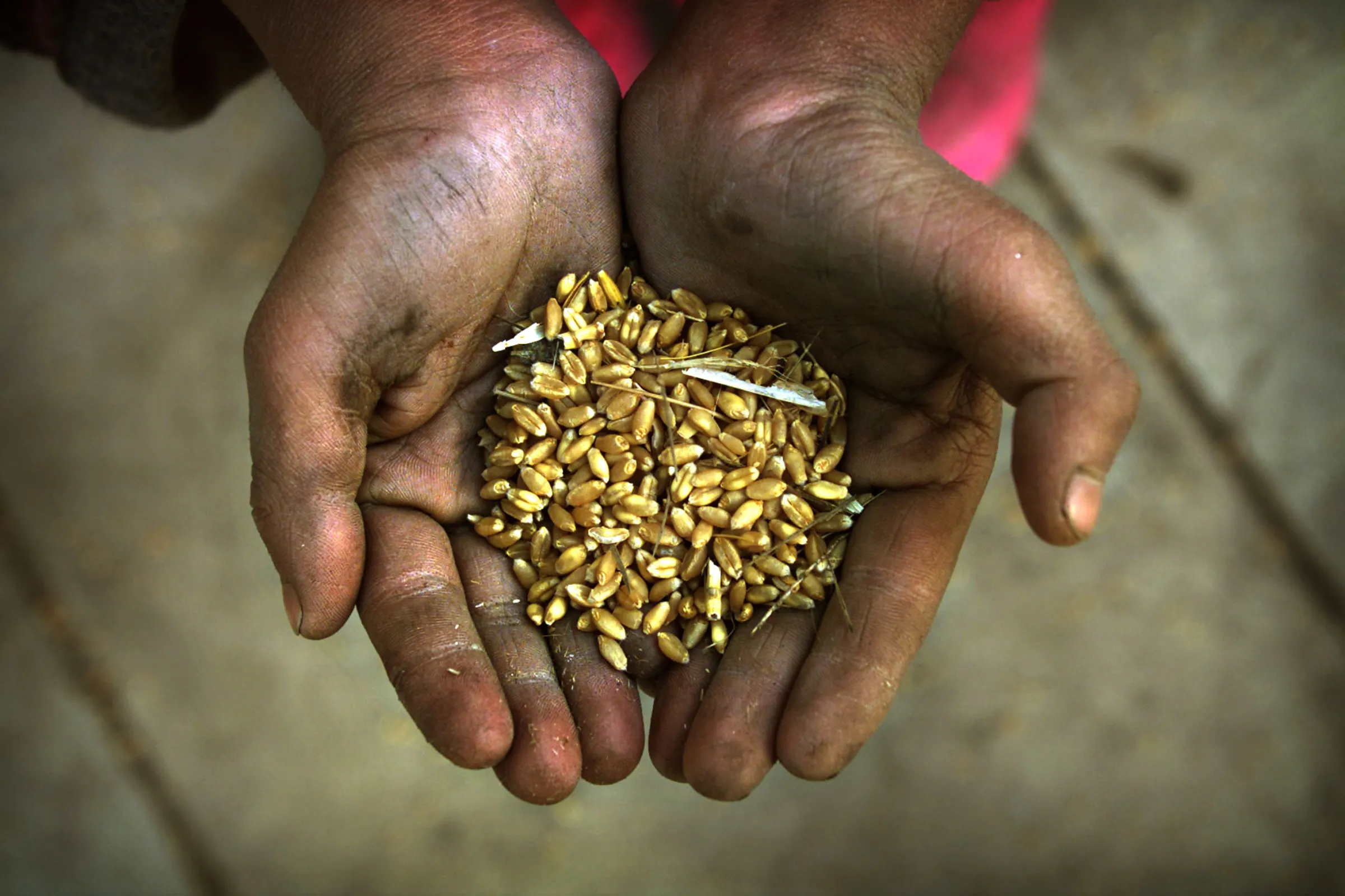 An Afghan boy holds food grains in his cupped hands in central Kabul December 5, 2001. REUTERS/Damir Sagolj