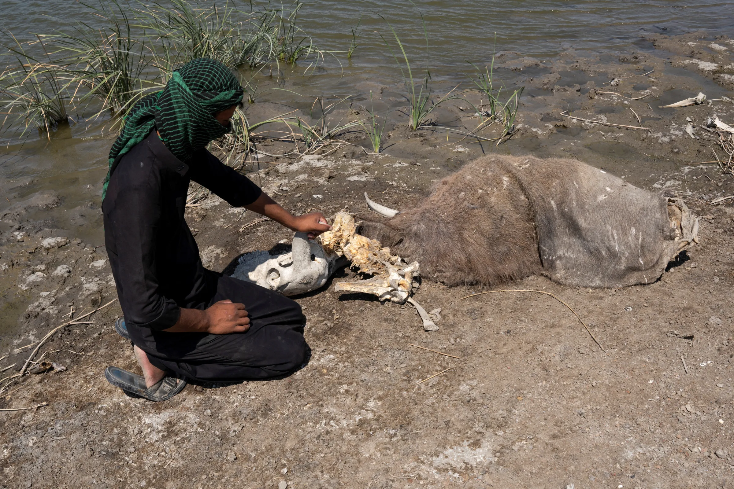 A Marsh Arab man, who migrated to an area near the marsh waters due to drought, sits near a carcass of a buffalo that died due to drought, at the Chebayesh marsh in Dhi Qar, Iraq, August 24, 2023. REUTERS/Forqan Salam