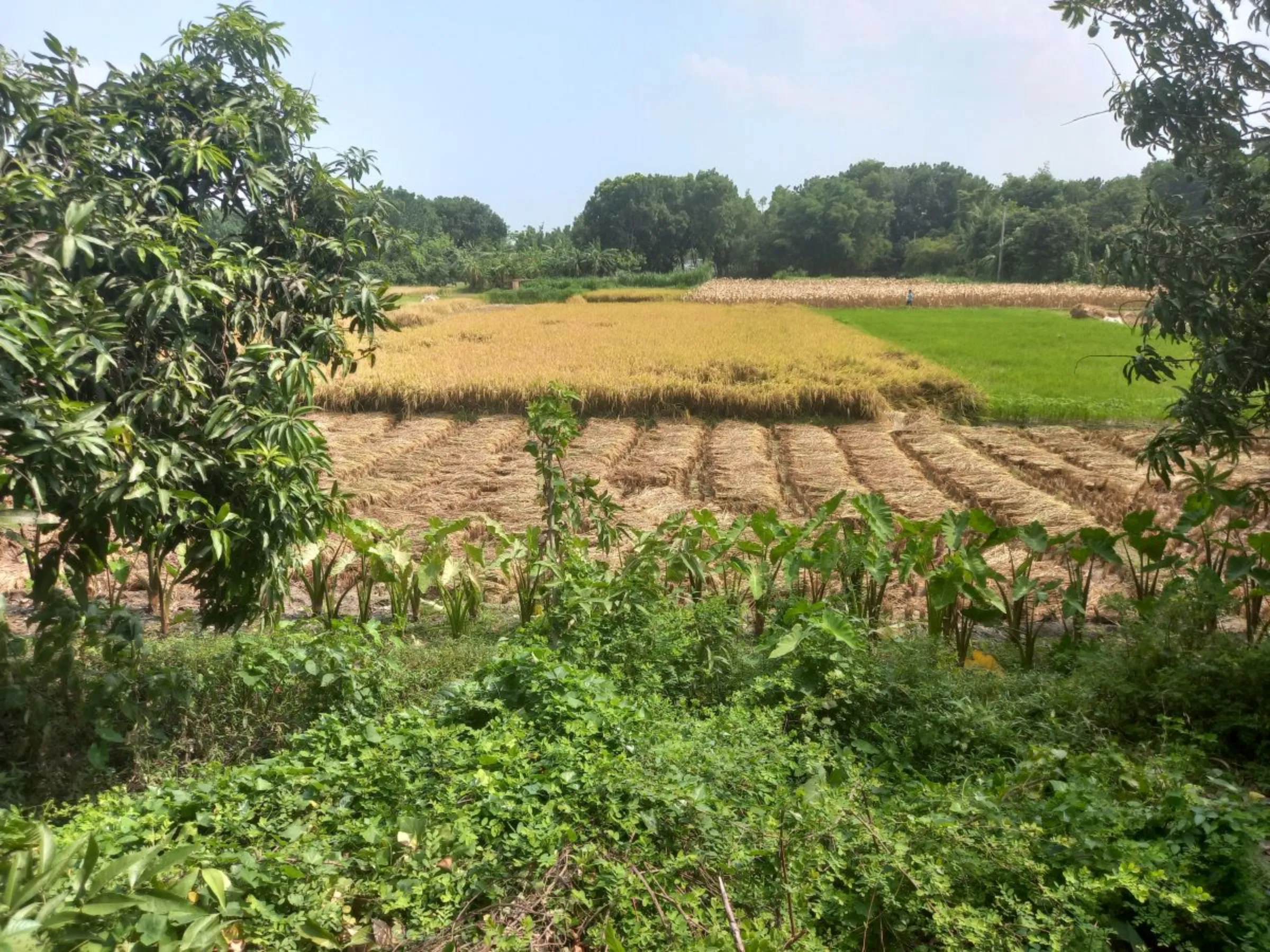 Fields in areas that have emerged from the Padma River in the last two to three decades due to accretion of alluvial deposits are prone to flooding from May through October, Faridpur, Bangladesh, May 21, 2023