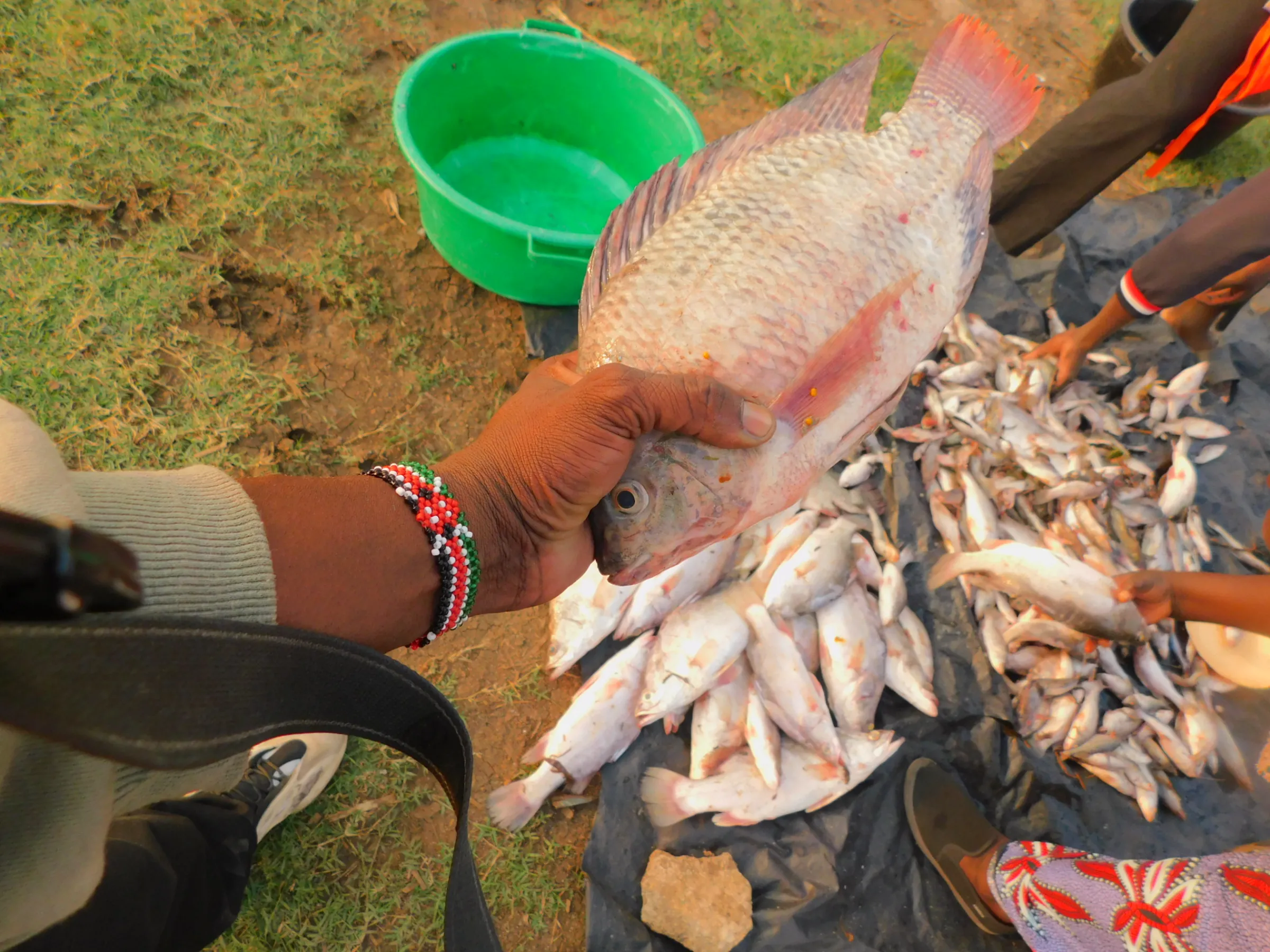 A trader holds a tilapia in Homa Bay, Kenya, August 13, 2025. Thomson Reuters Foundation/Peter Ongera