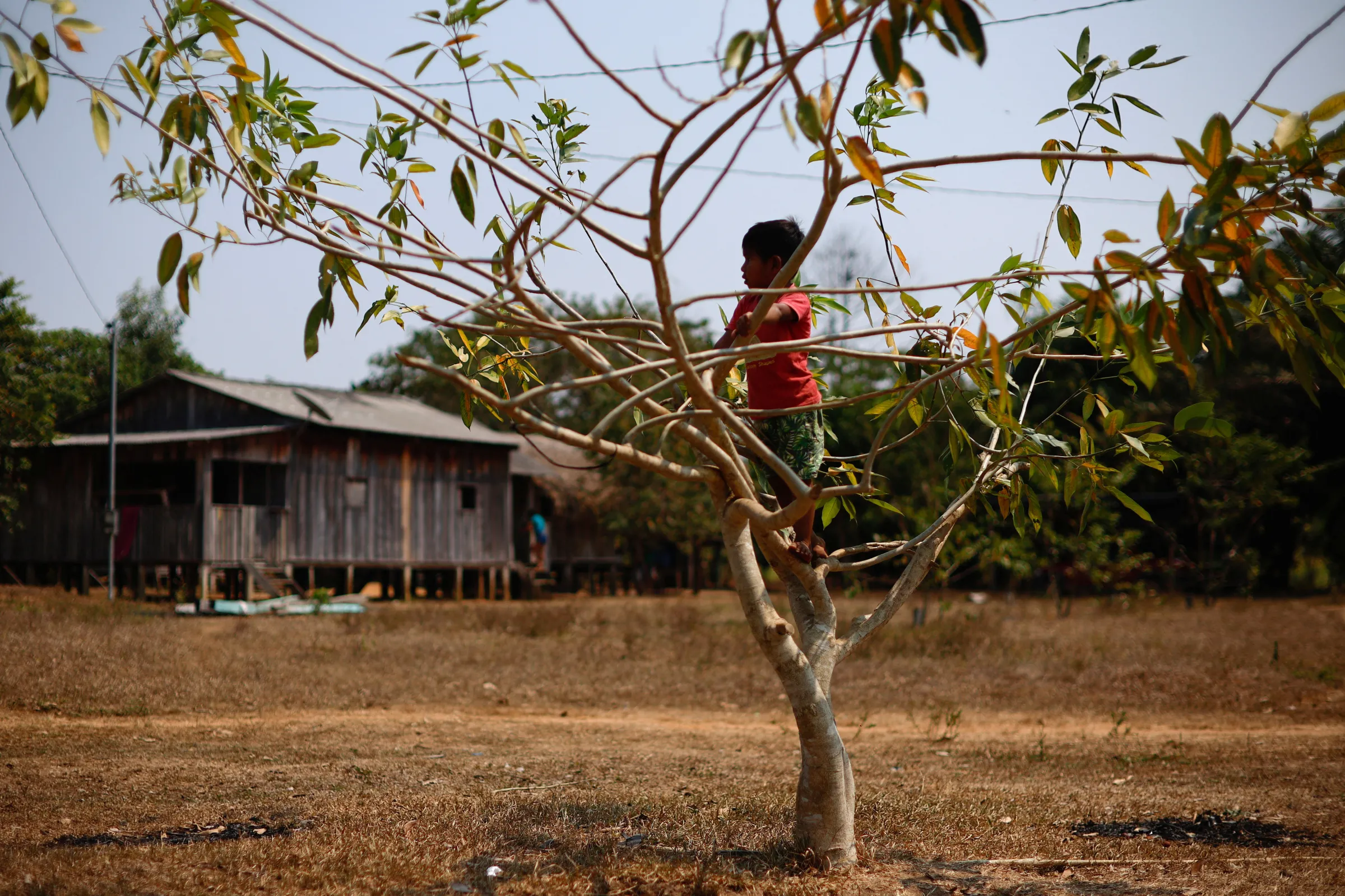 A child climbs a tree in a village in Kaxarari Indigenous land, in Porto Velho, Rondonia State, Brazil August 11, 2024. REUTERS/Adriano Machado