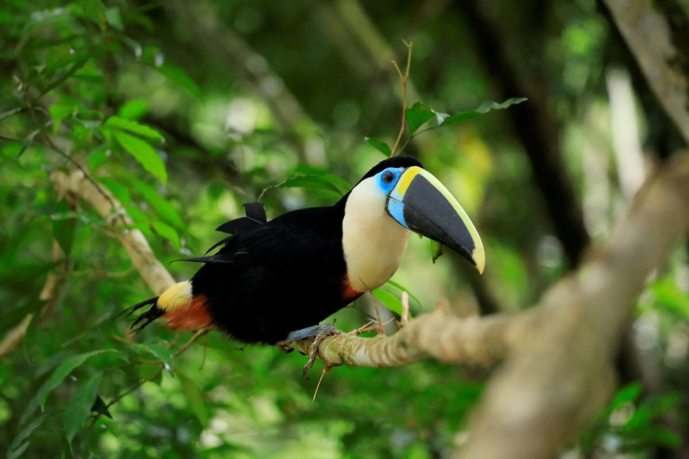A toucan is seen at the area of indigenous Waorani people, whose territory is the subject of a referendum vote that may ban oil production in their region, in the Orellana community, in the Pastaza province, in Ecuador, July 30, 2023