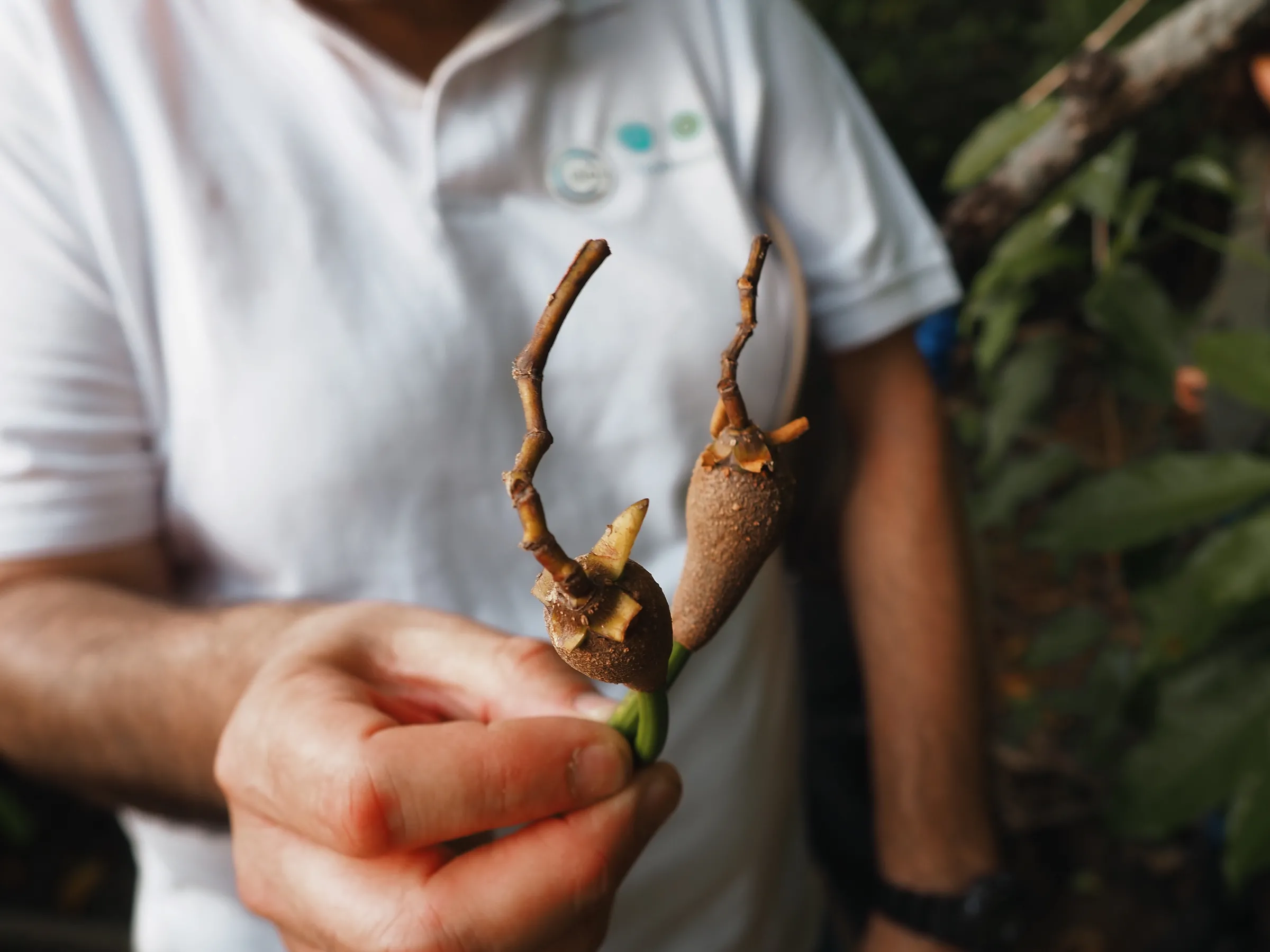 A hand holding a mangrove seed in Soure Marine Extractive Reserve (RESEX Soure), Marajó Island, Pará, Brazil, 16 November 2025. Thomson Reuters Foundation/Rosalind Thacker