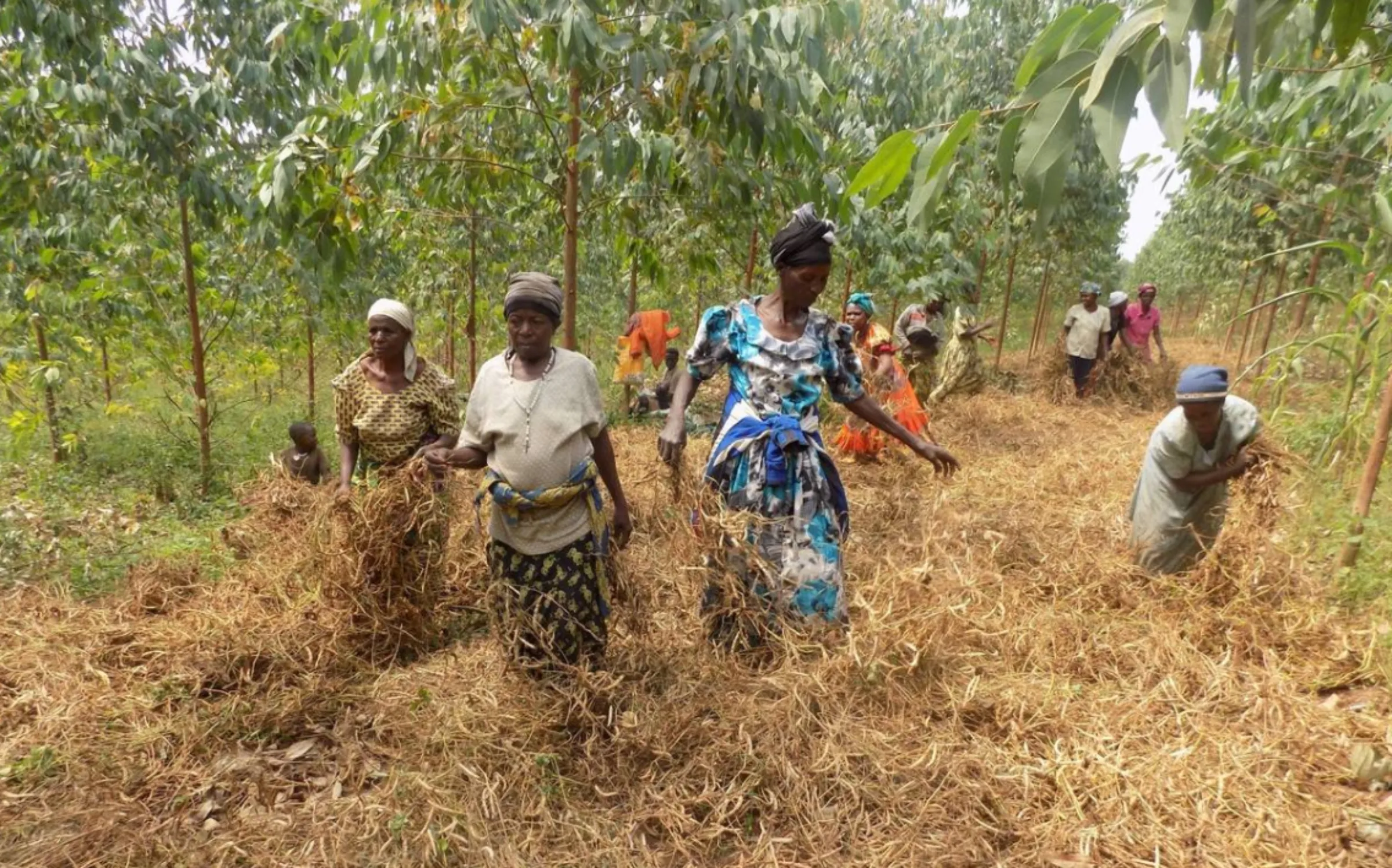 Women drying their beans on a tree plantation owned by Peter Kasenene in Mawojo, central Uganda, June 24, 2019