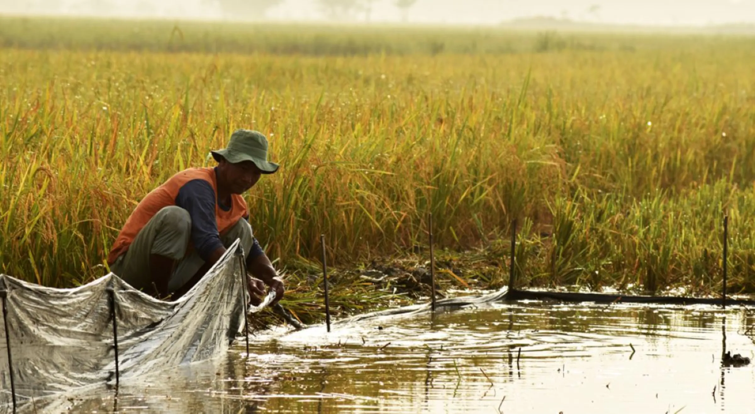 A farmer in Lamongan, Indonesia inspects rice plants in his rice field, August, 26, 2023. Thomson Reuters Foundation/Asad Asnawi