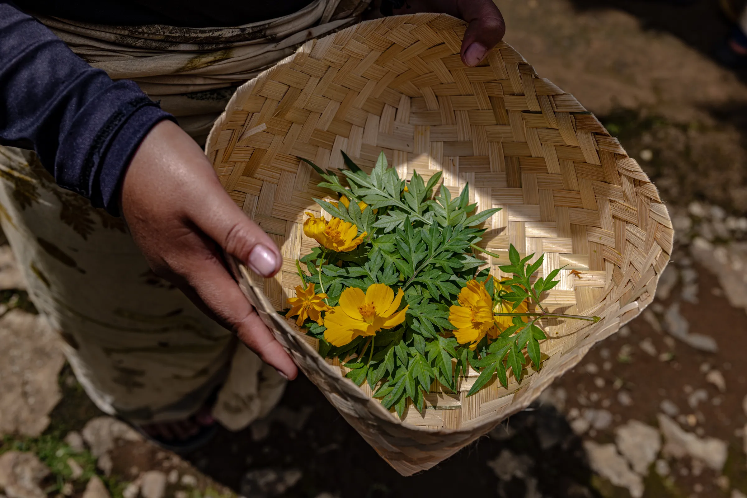 Members of the Ambu Halimun community gather leaves and flowers from their surroundings for the ecoprinting process in Citalahab Central, West Java, Indonesia, on July 16, 2025. Thomson Reuters Foundation/Yudha Baskoro